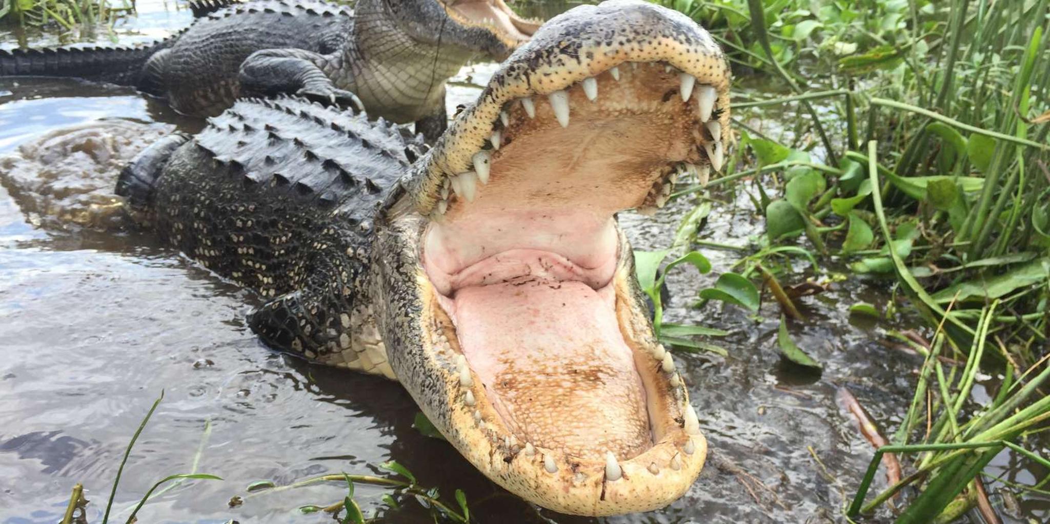 New Orleans Sightseeing Day Pass - Image 2