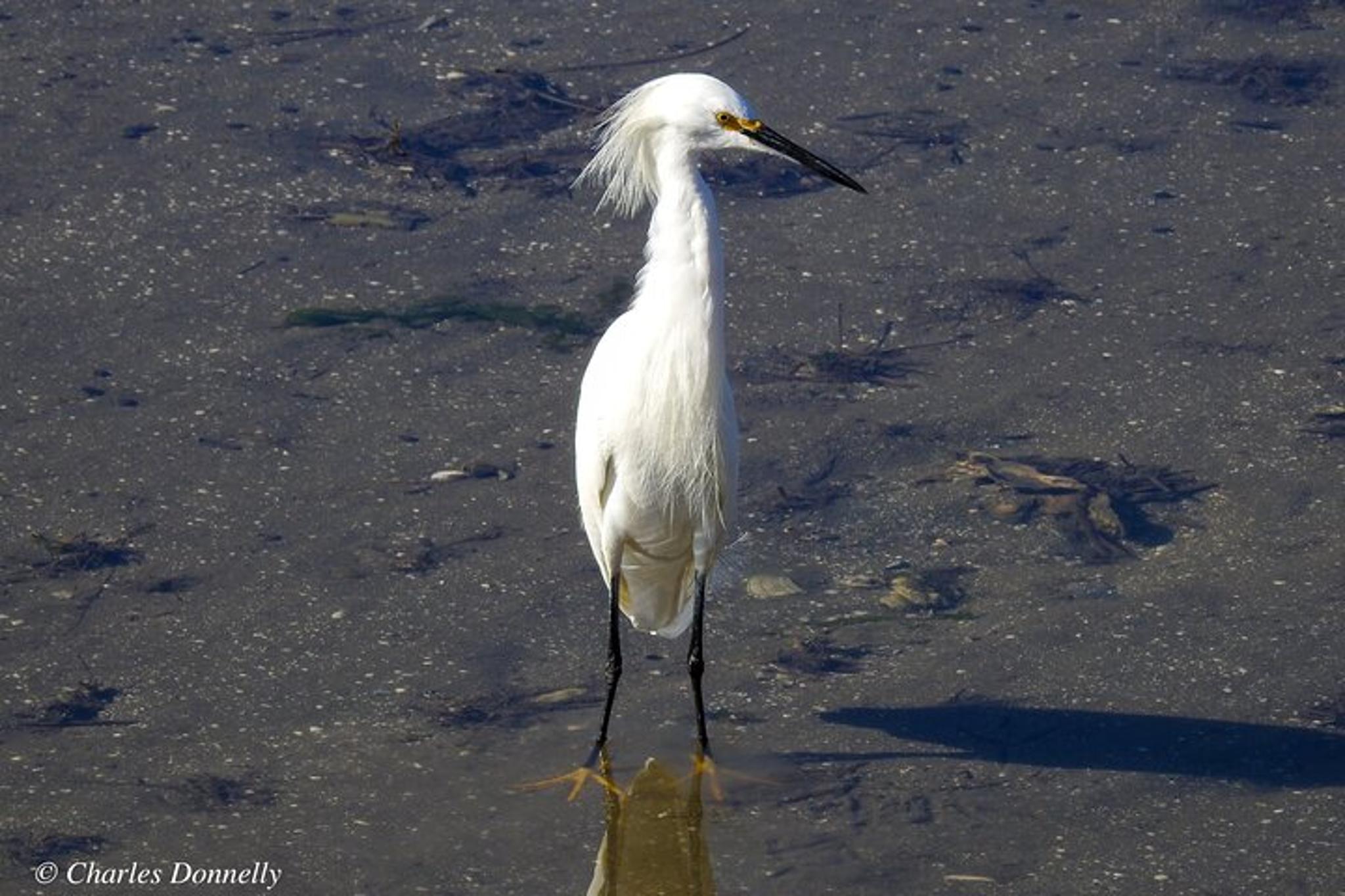 Charleston Bird Watching Tour 75 Min - Image 2