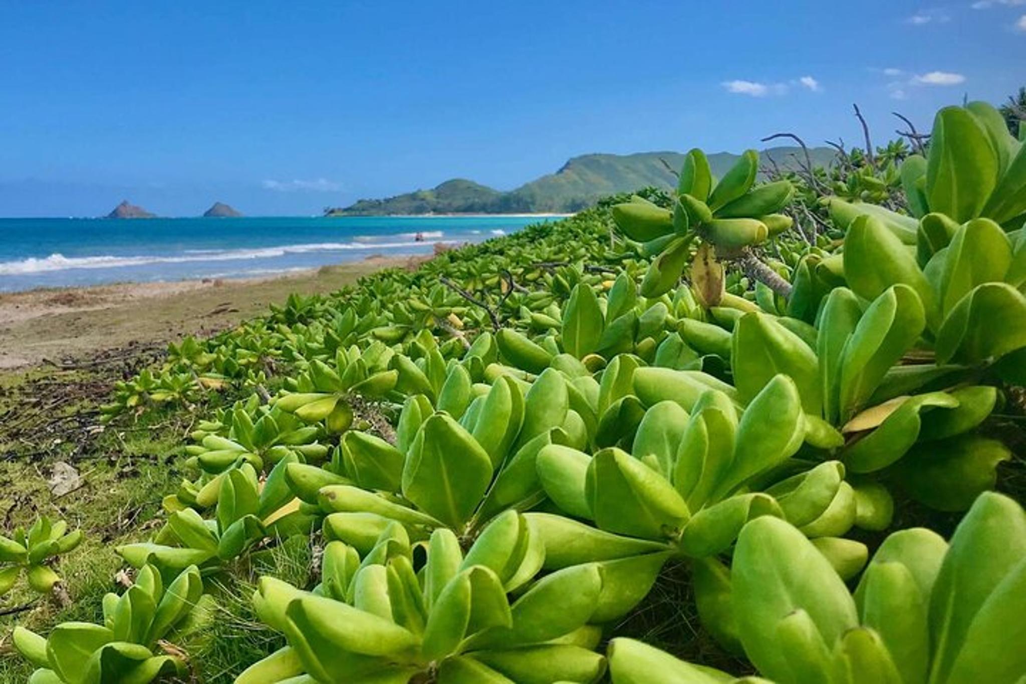 Oahu South Shore GPS Driving Tour - Image 4