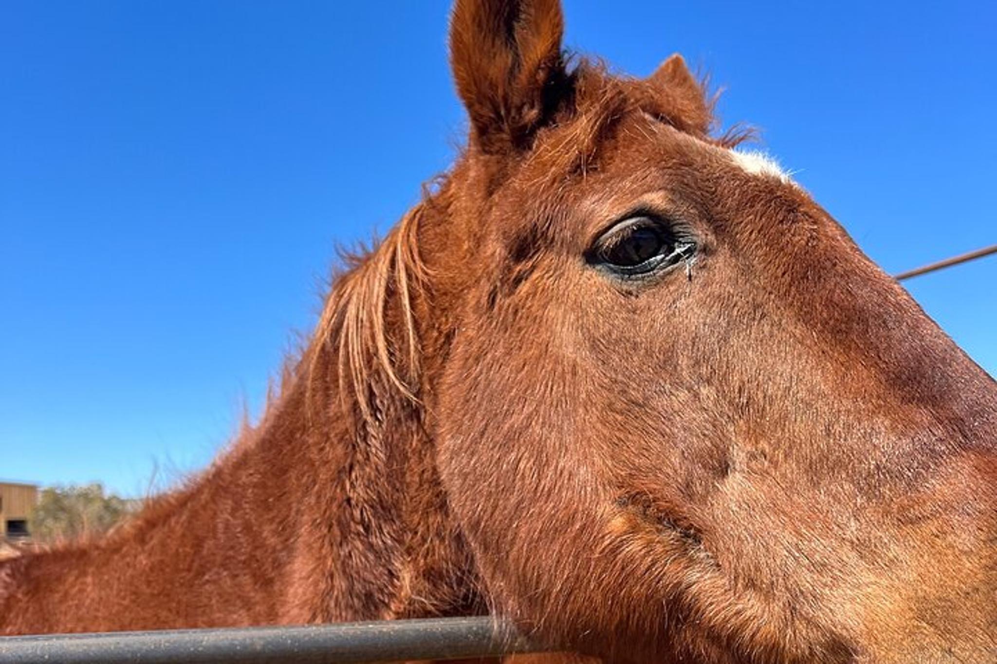 Grand Canyon ATV and Horseback Riding Tour - Image 5