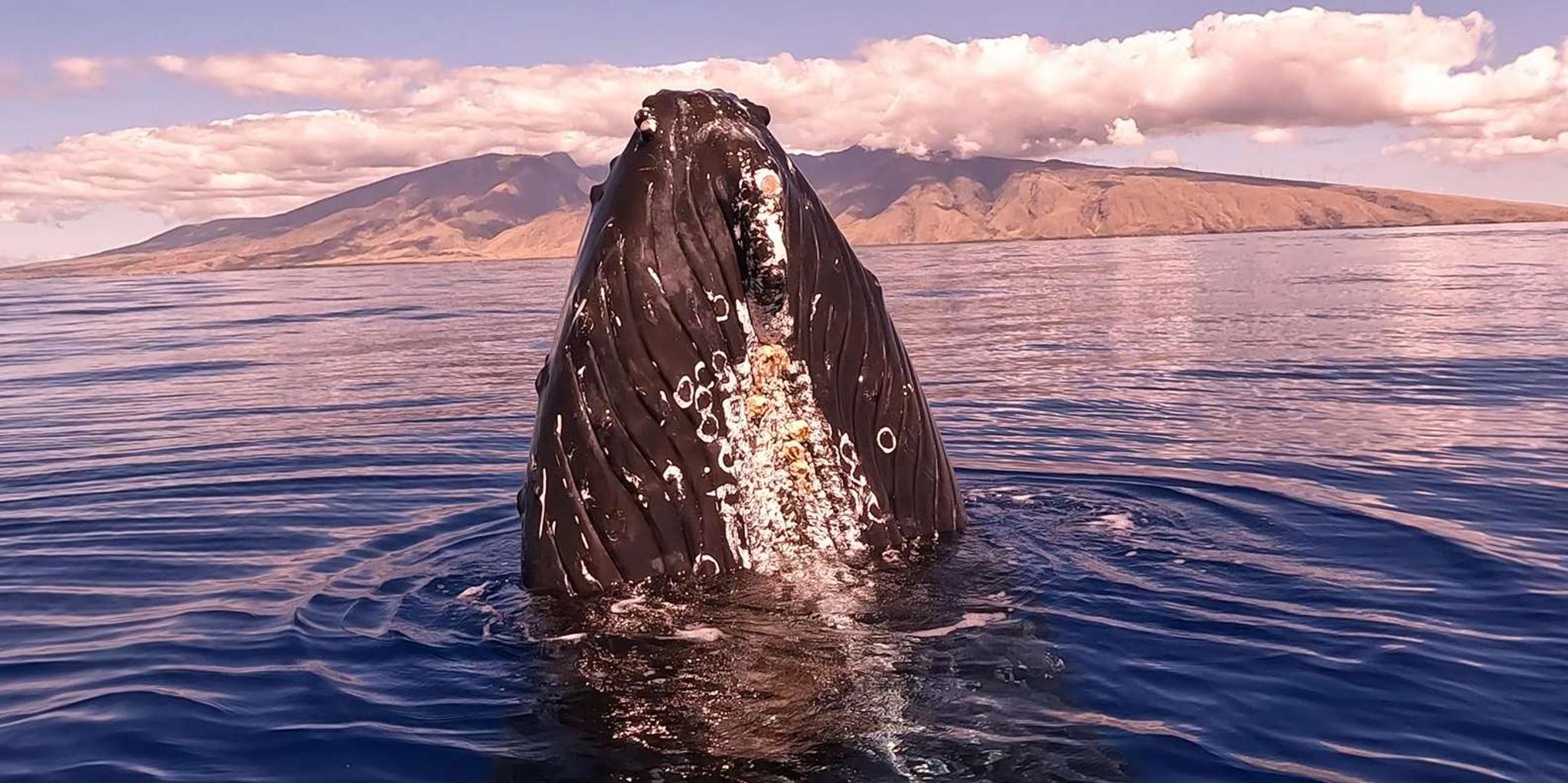 Maui Whale Watching Tour - Image 6