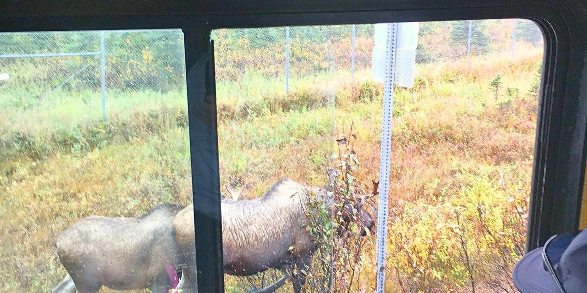Anchorage Trolley Tour - Image 2