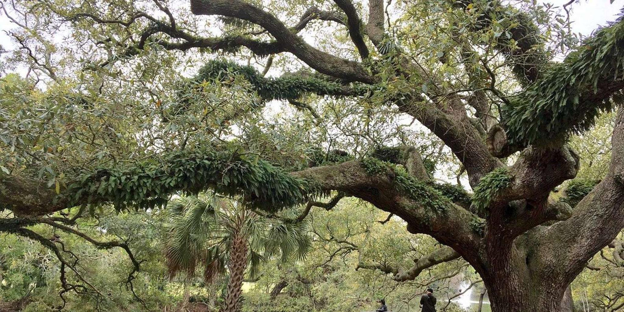 New Orleans Driving Tour Beyond the French Quarter - Image 3