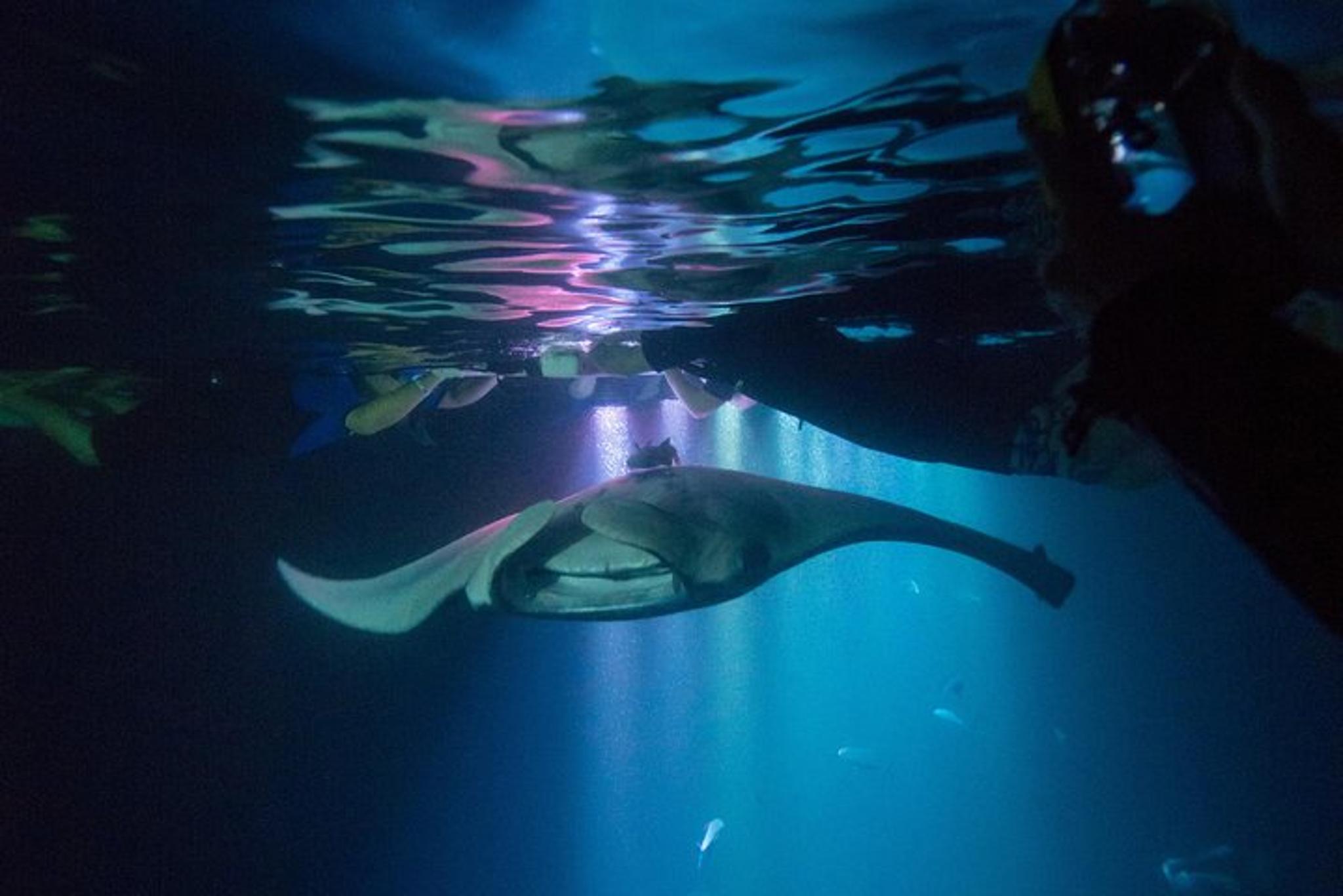 Kona Manta Ray Night Snorkel Tour 90 Min - Image 2