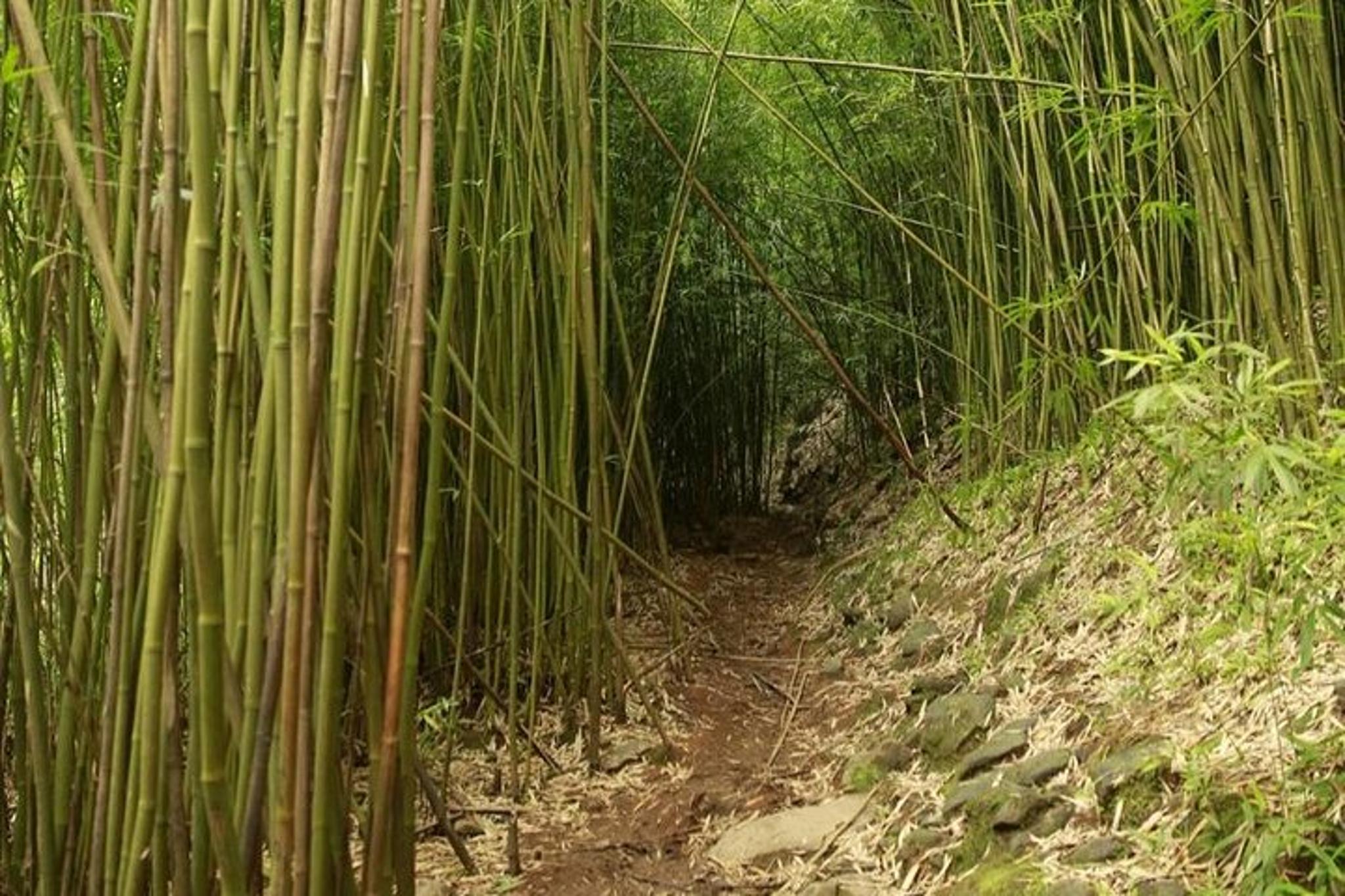 Maui Waterfall and Rainforest Adventure - Image 3
