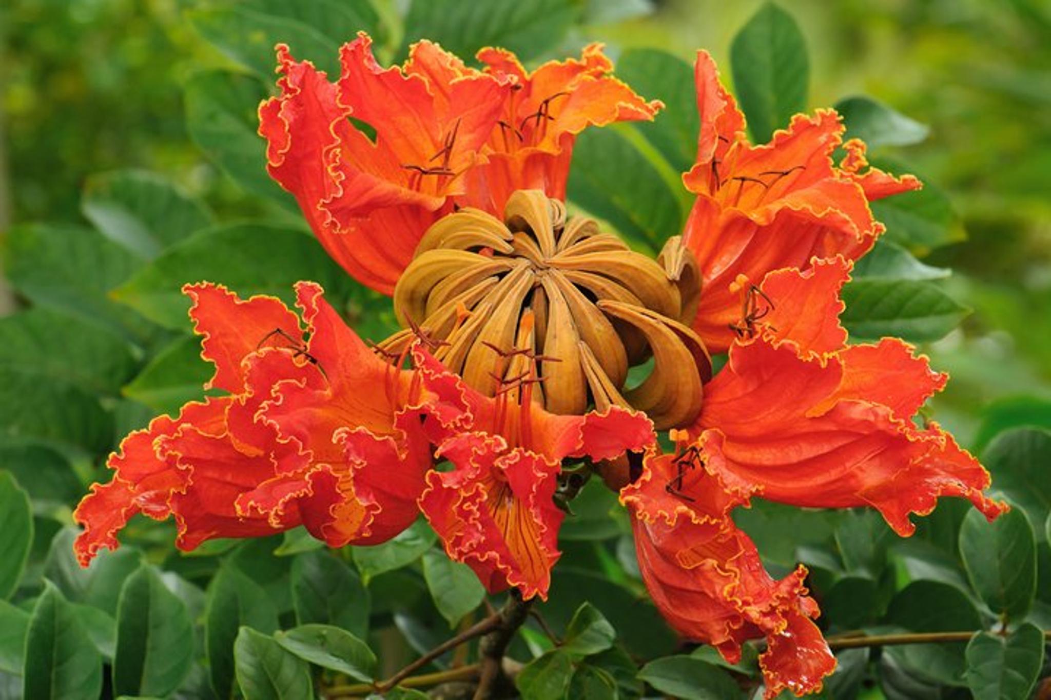 Maui Road to Hana and Ka'eleku Cavern Tour - Image 6