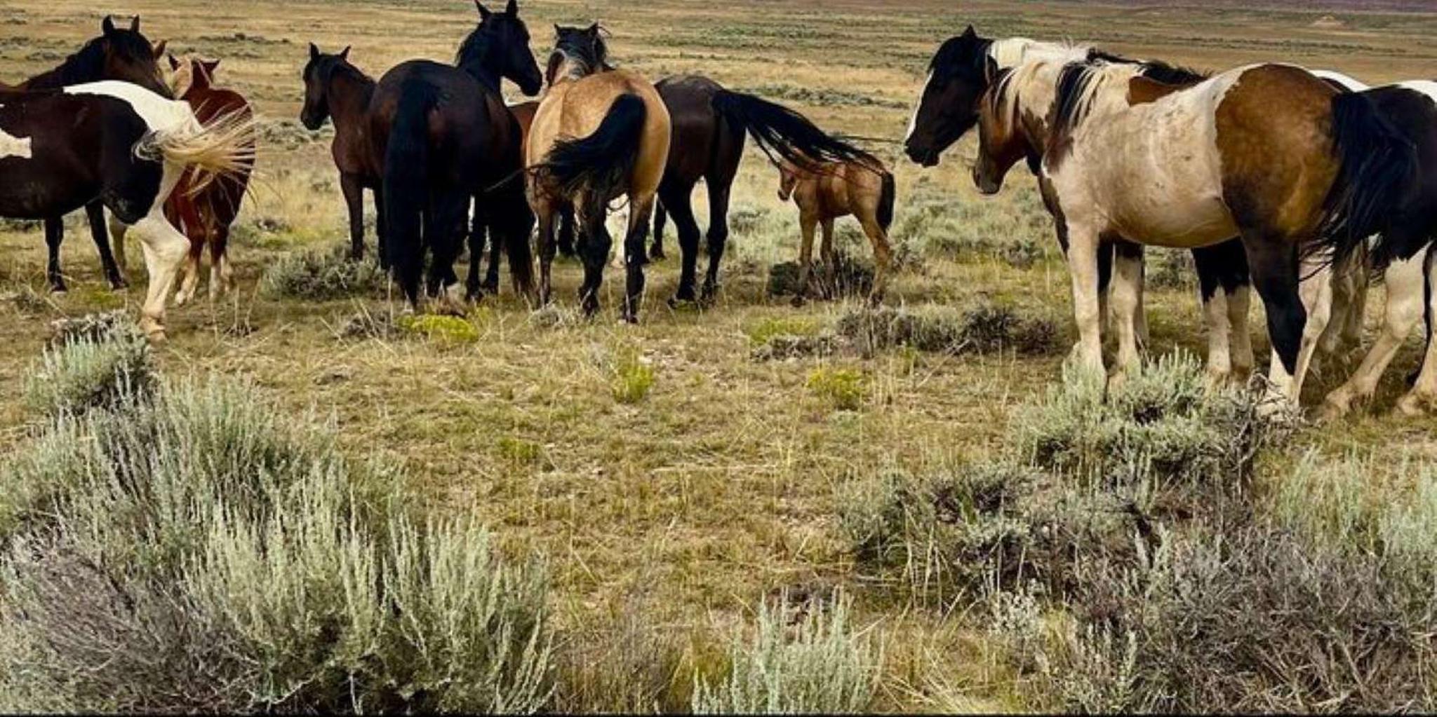 Cody Wild Mustang Tour in Red Canyon