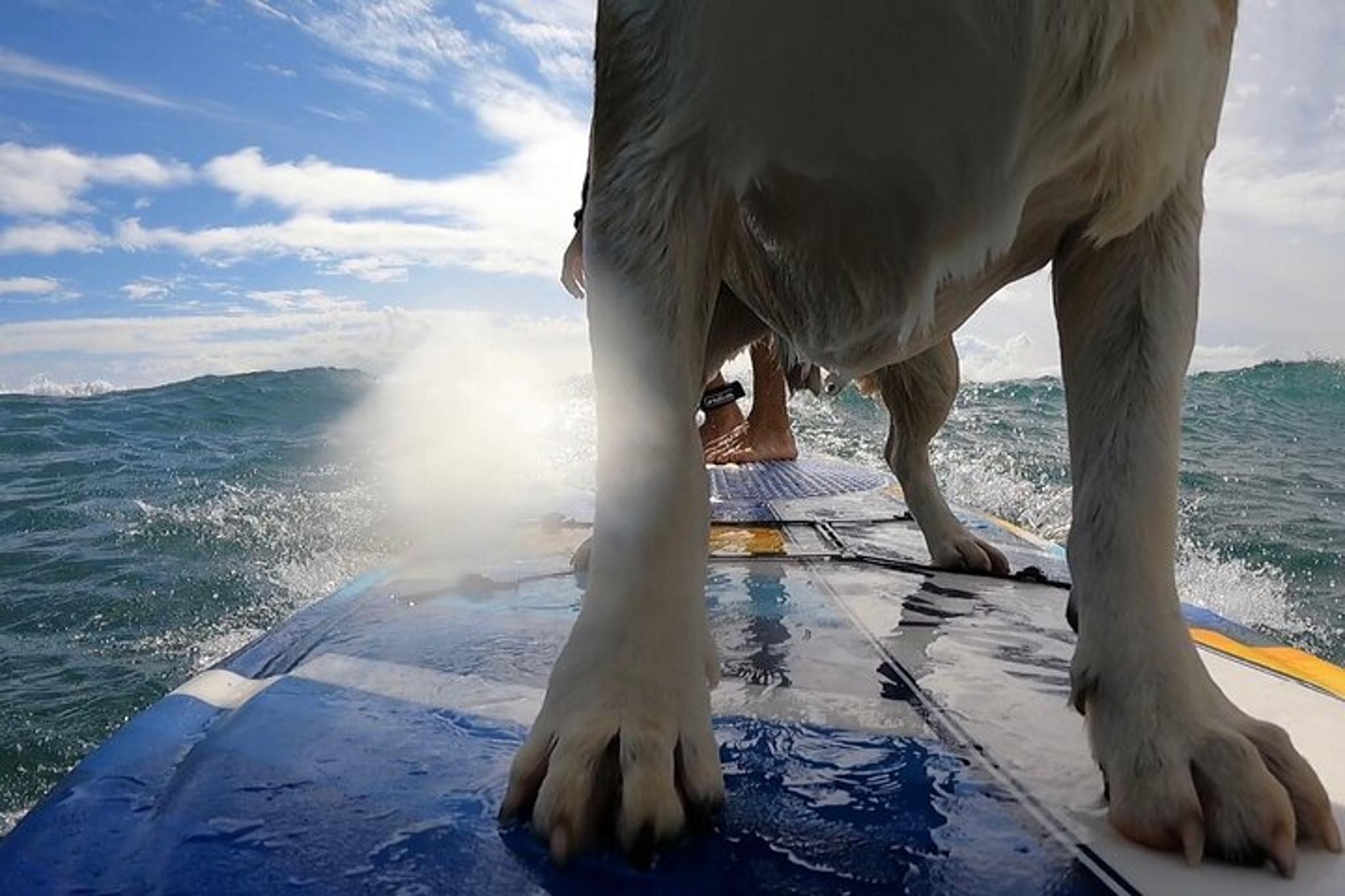 Maui Surf Lessons - Image 6