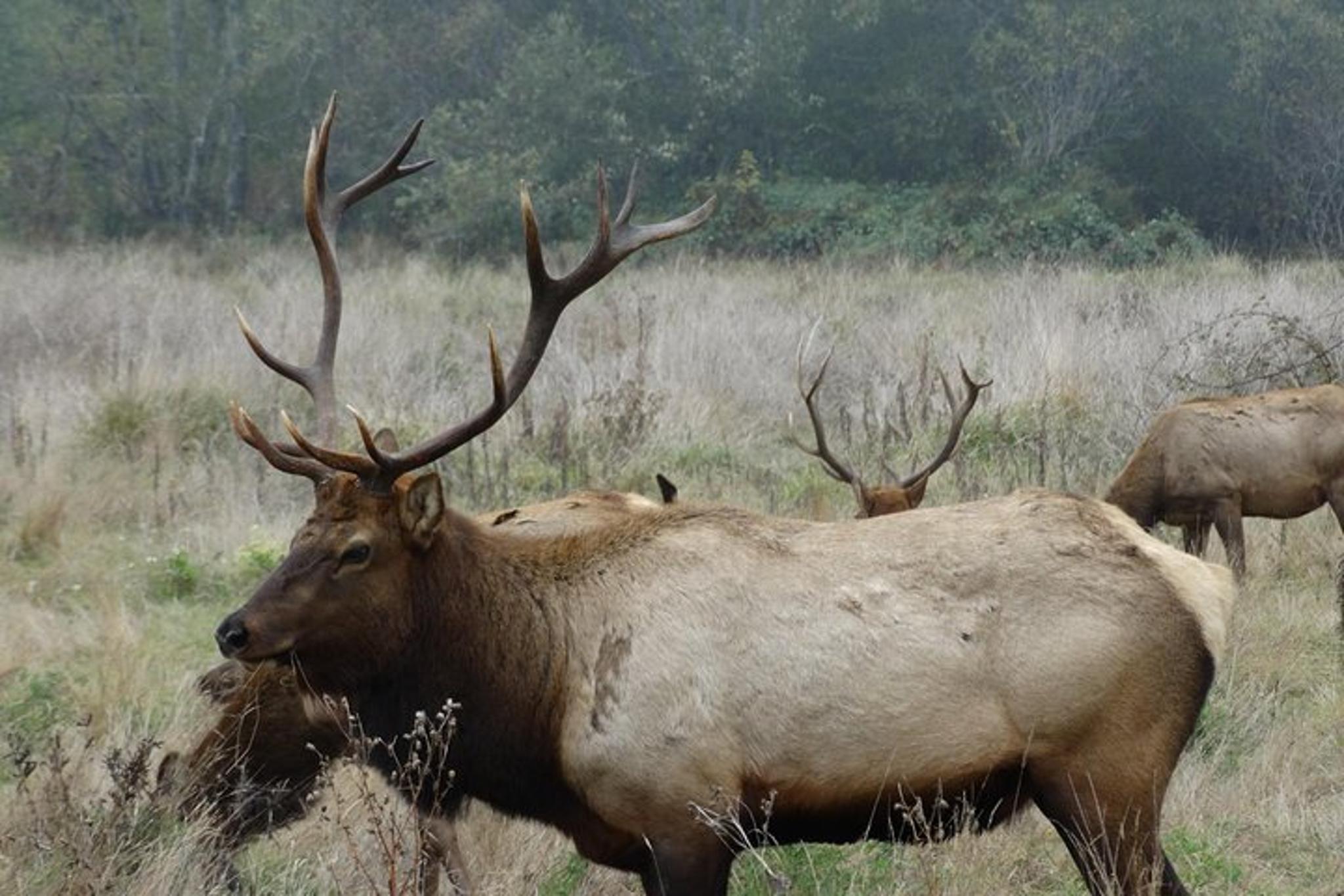 San Francisco Avenue of the Giants Redwoods Day Trip - Image 4