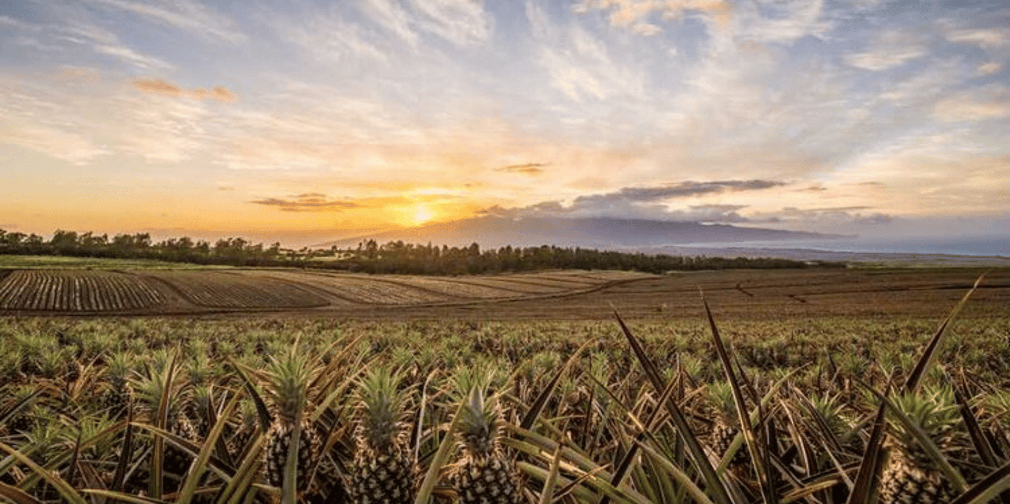 Maui Pineapple Farm and Feast Experience