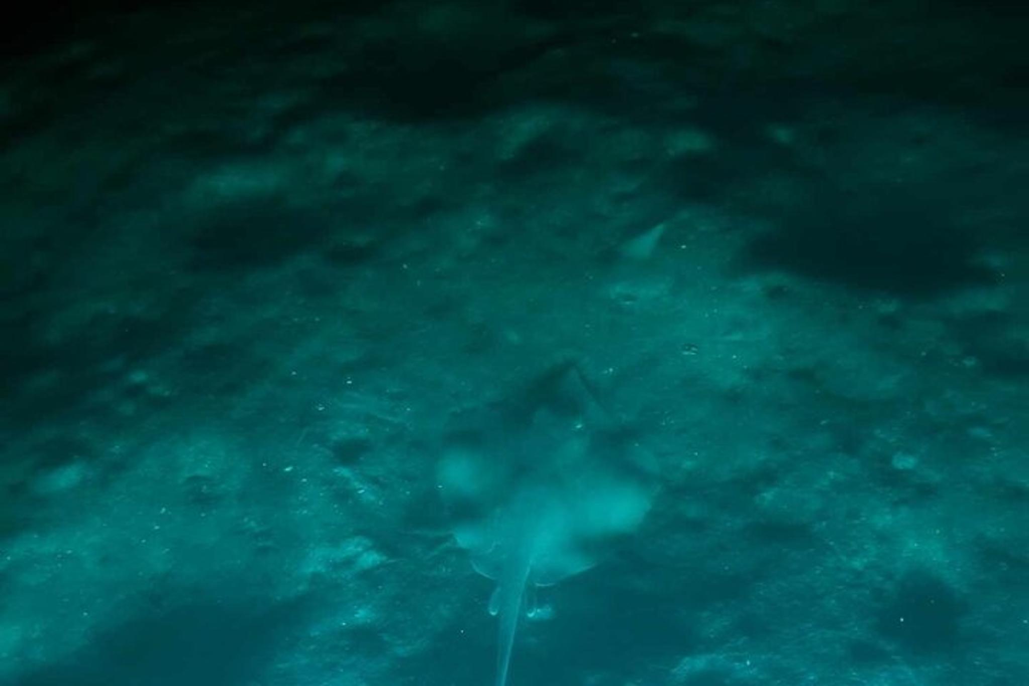Indian River Bioluminescent Kayak Tour - Image 5