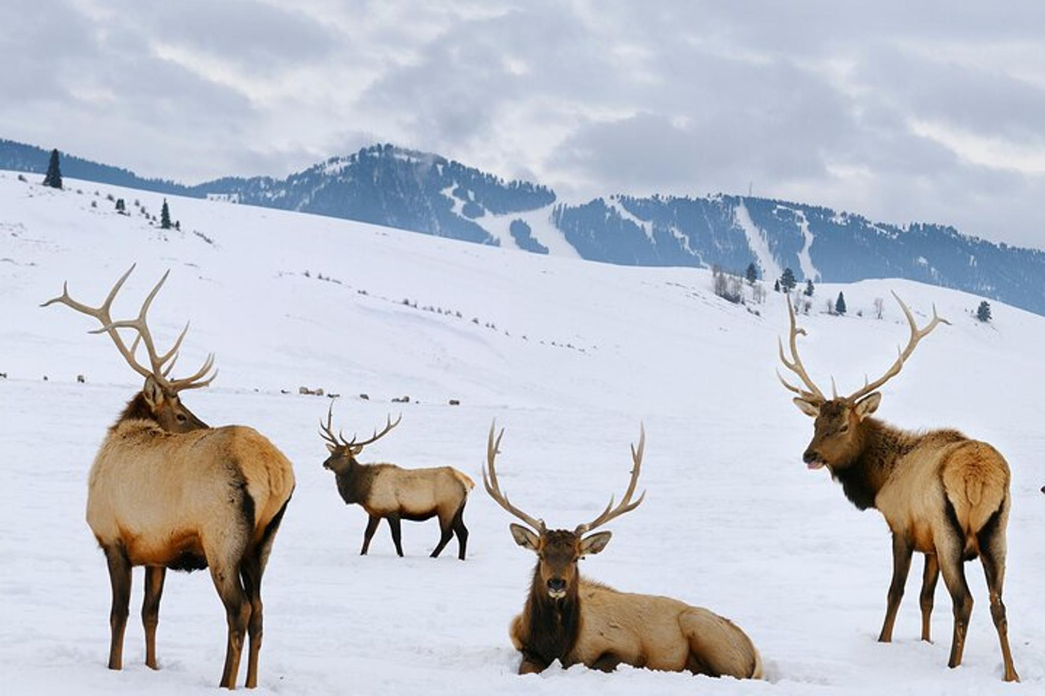 Jackson Hole Wildlife Safari and Sleigh Ride - Image 3