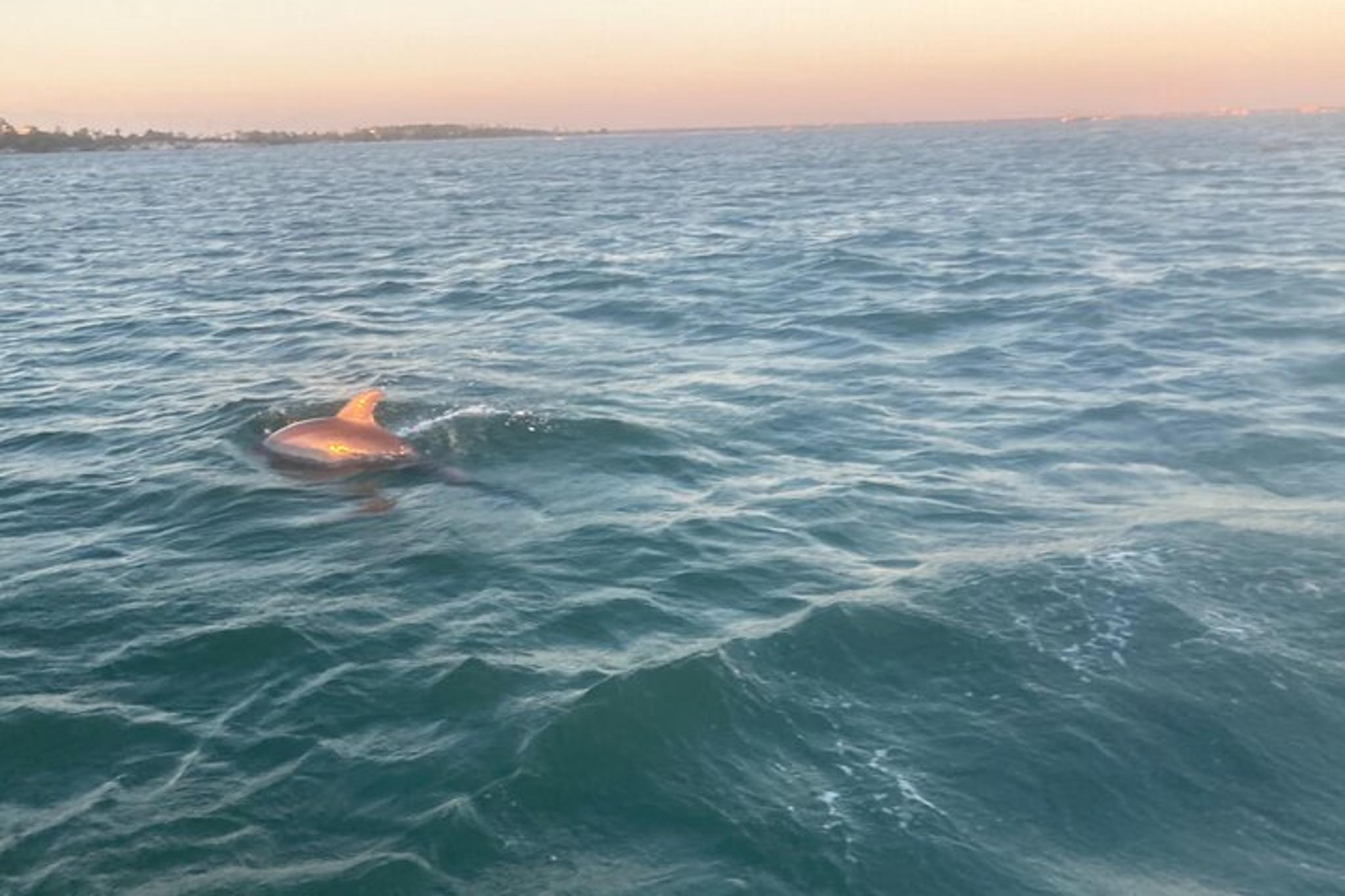 Panama City Beach Dolphin and Sightseeing Tour - Image 4