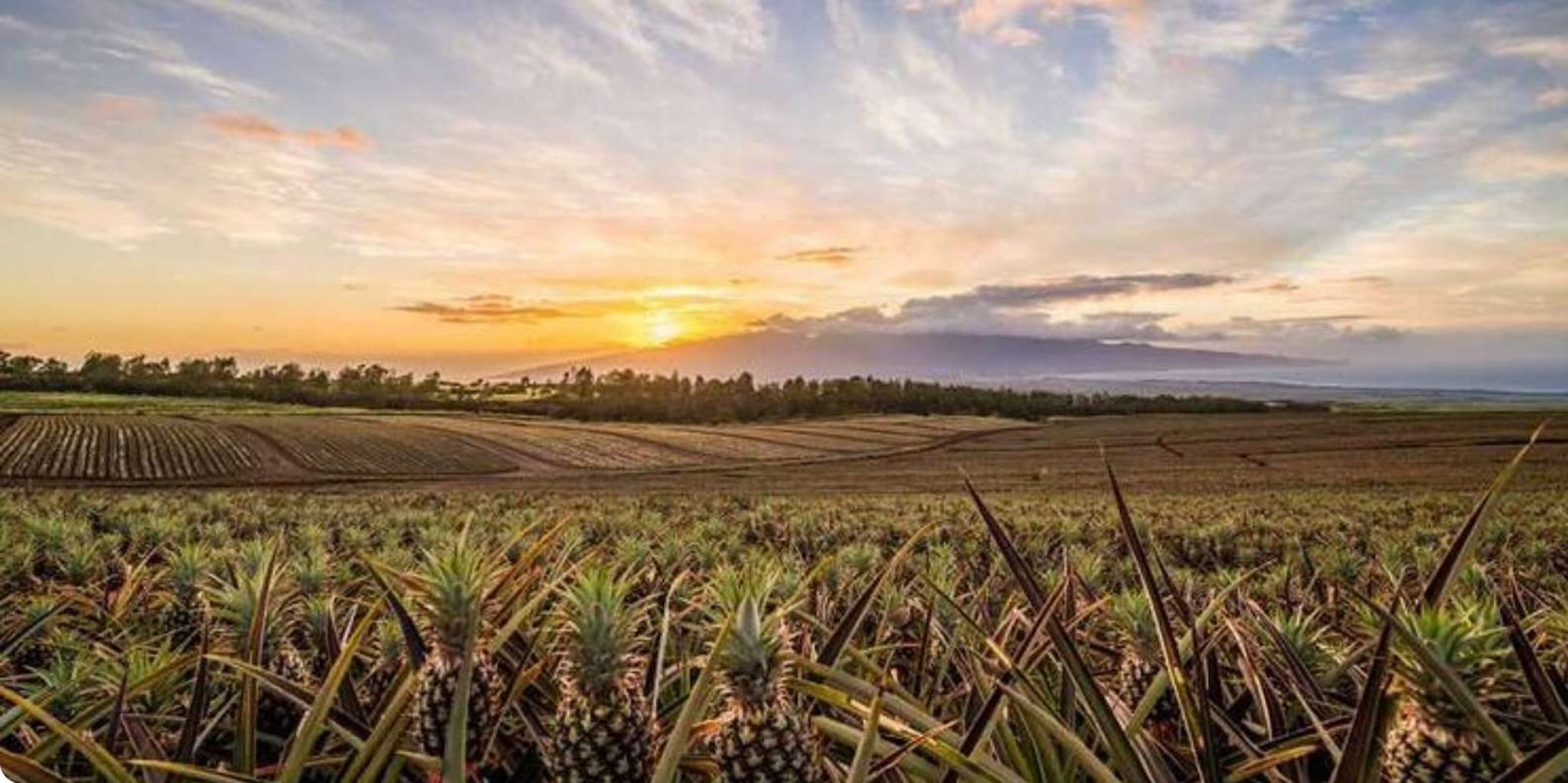 Maui Pineapple Farm and Feast Experience - Image 6