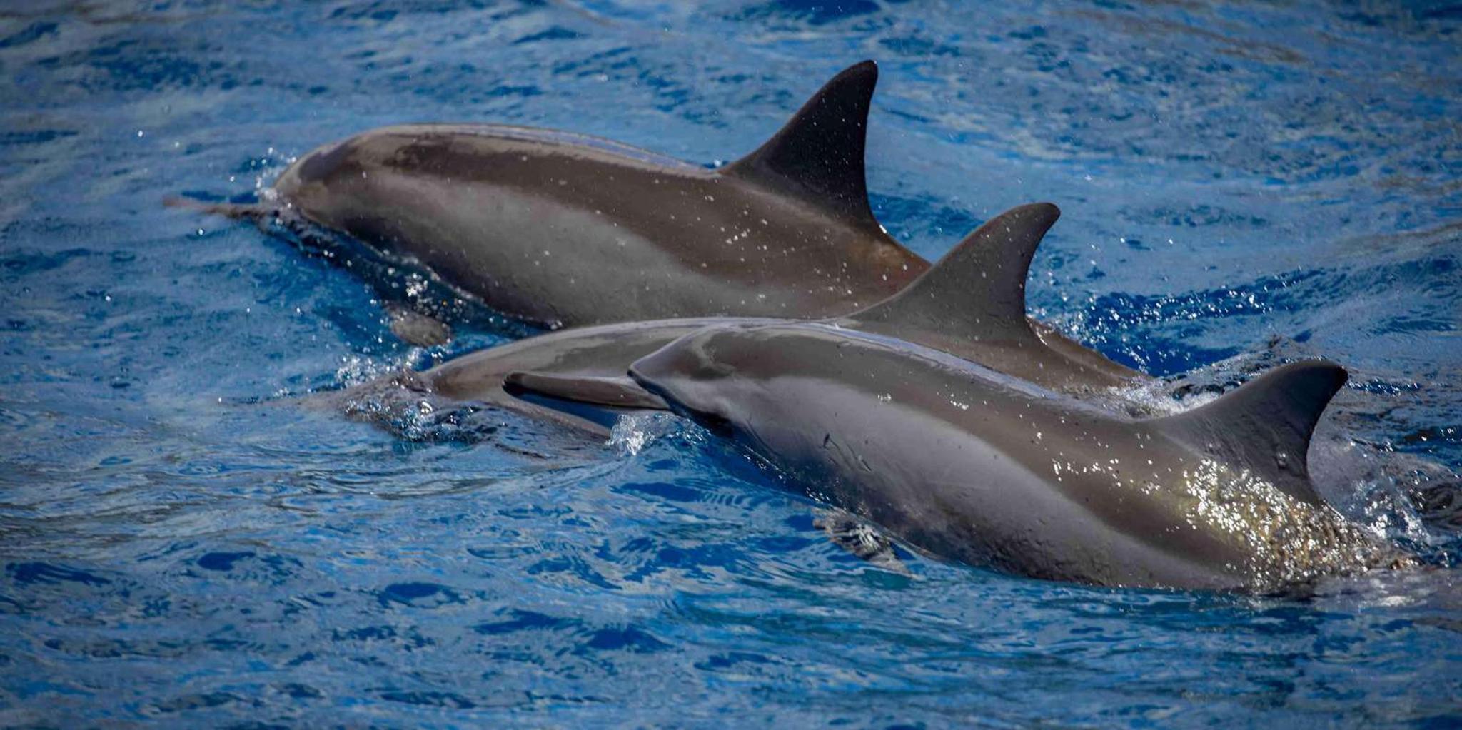 Maui Dolphin Watching Boat Trip with Lunch - Image 4