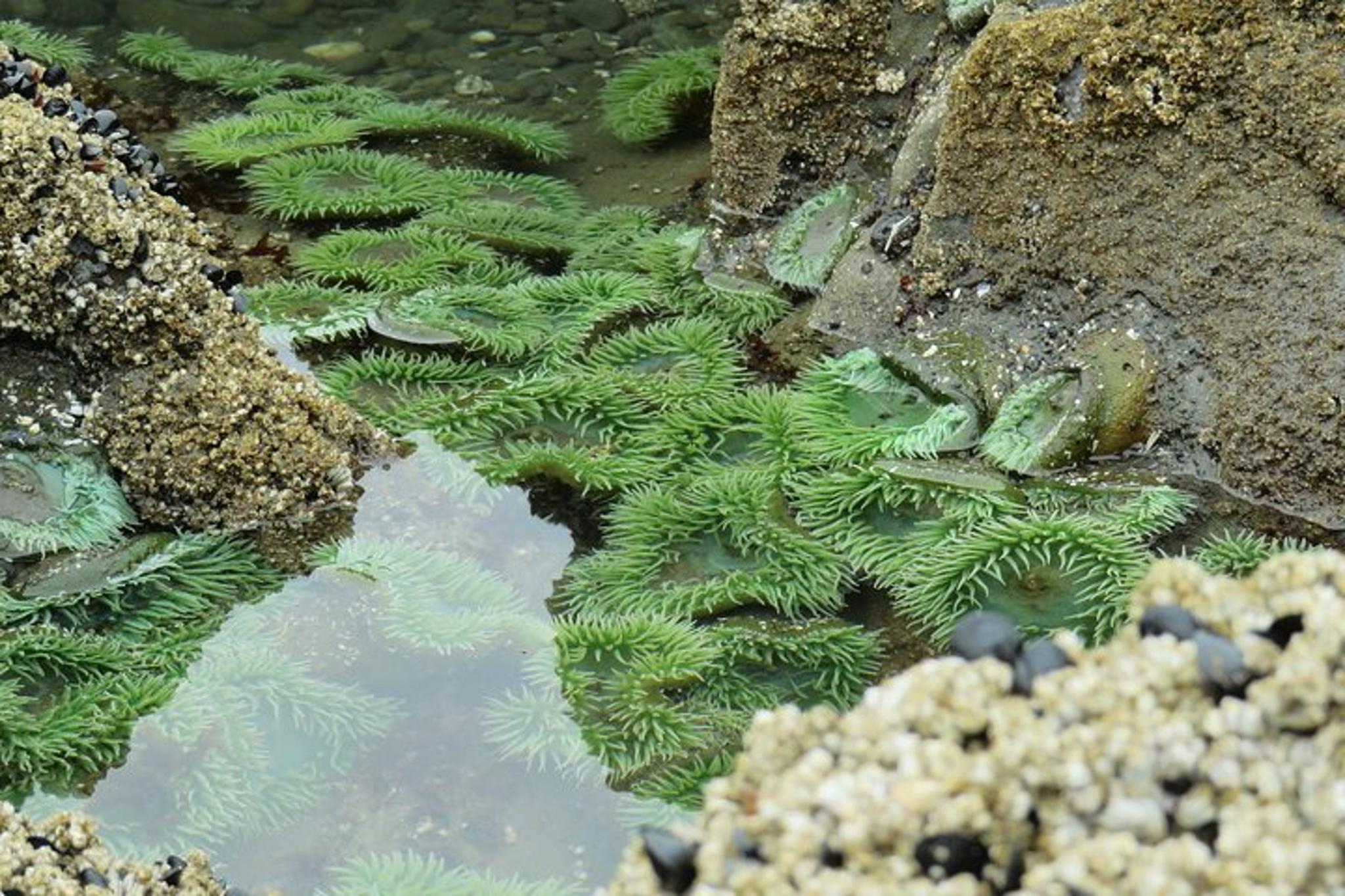 Seattle Olympic National Park Silent Forest Tour 3 Days - Image 6