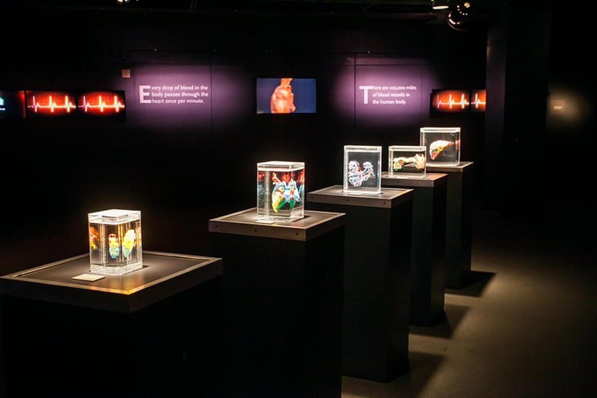 Las Vegas Bodies The Exhibition - Image 5