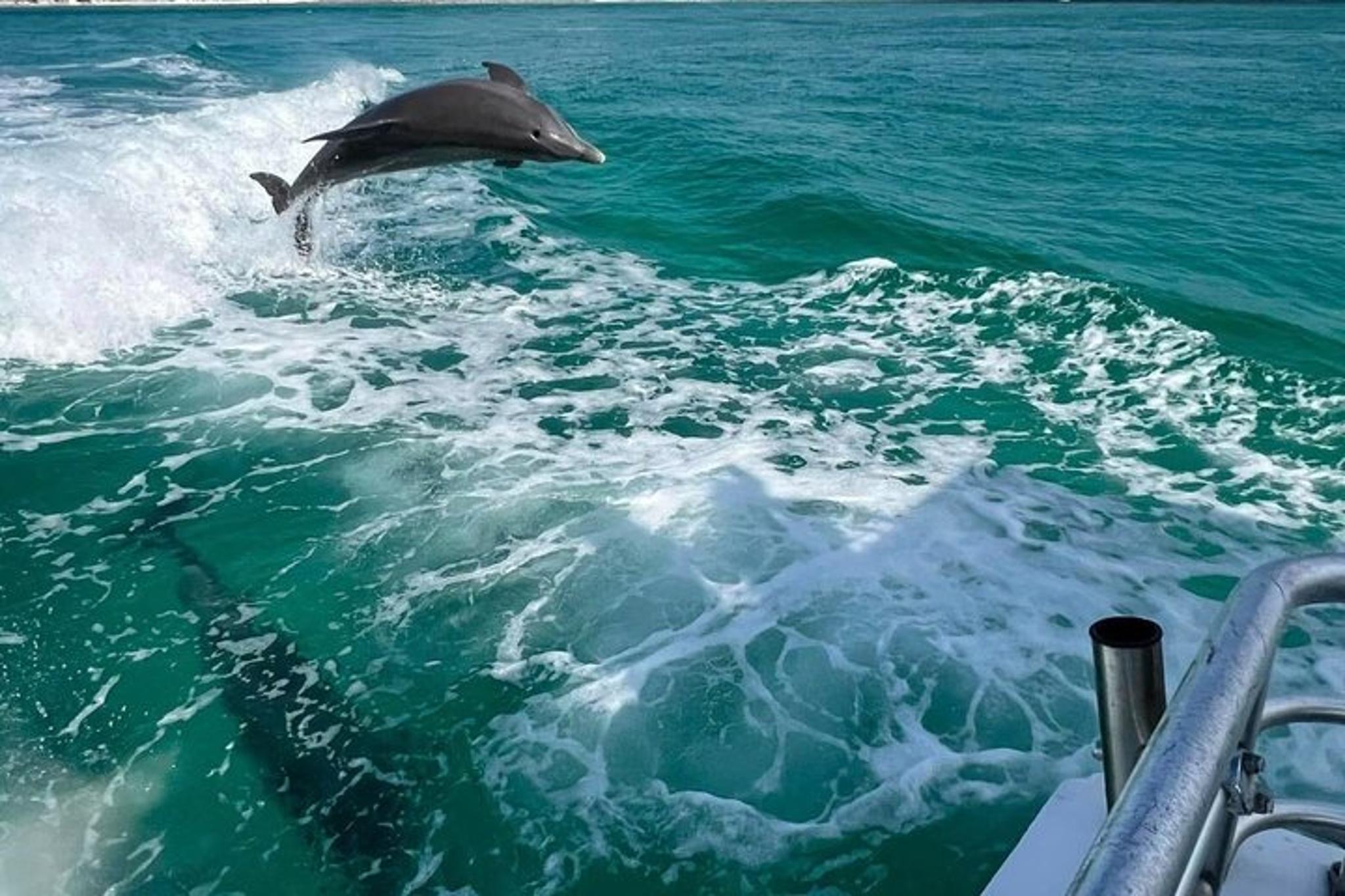 Destin Dolphin and Sunset Cruise 90 min - Image 5