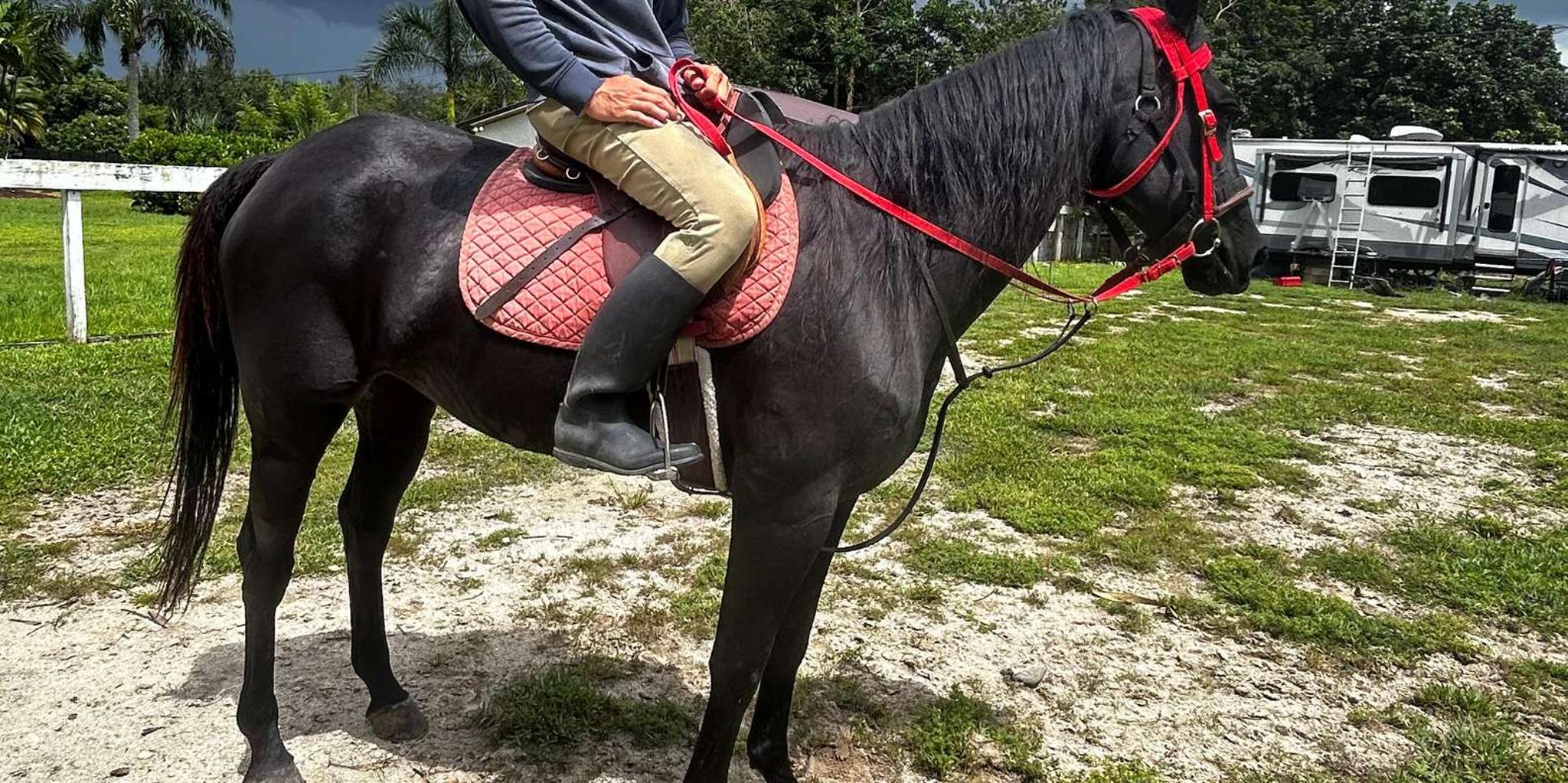 Miami Horseback Riding Tour with Instructor 1 hr - Image 3