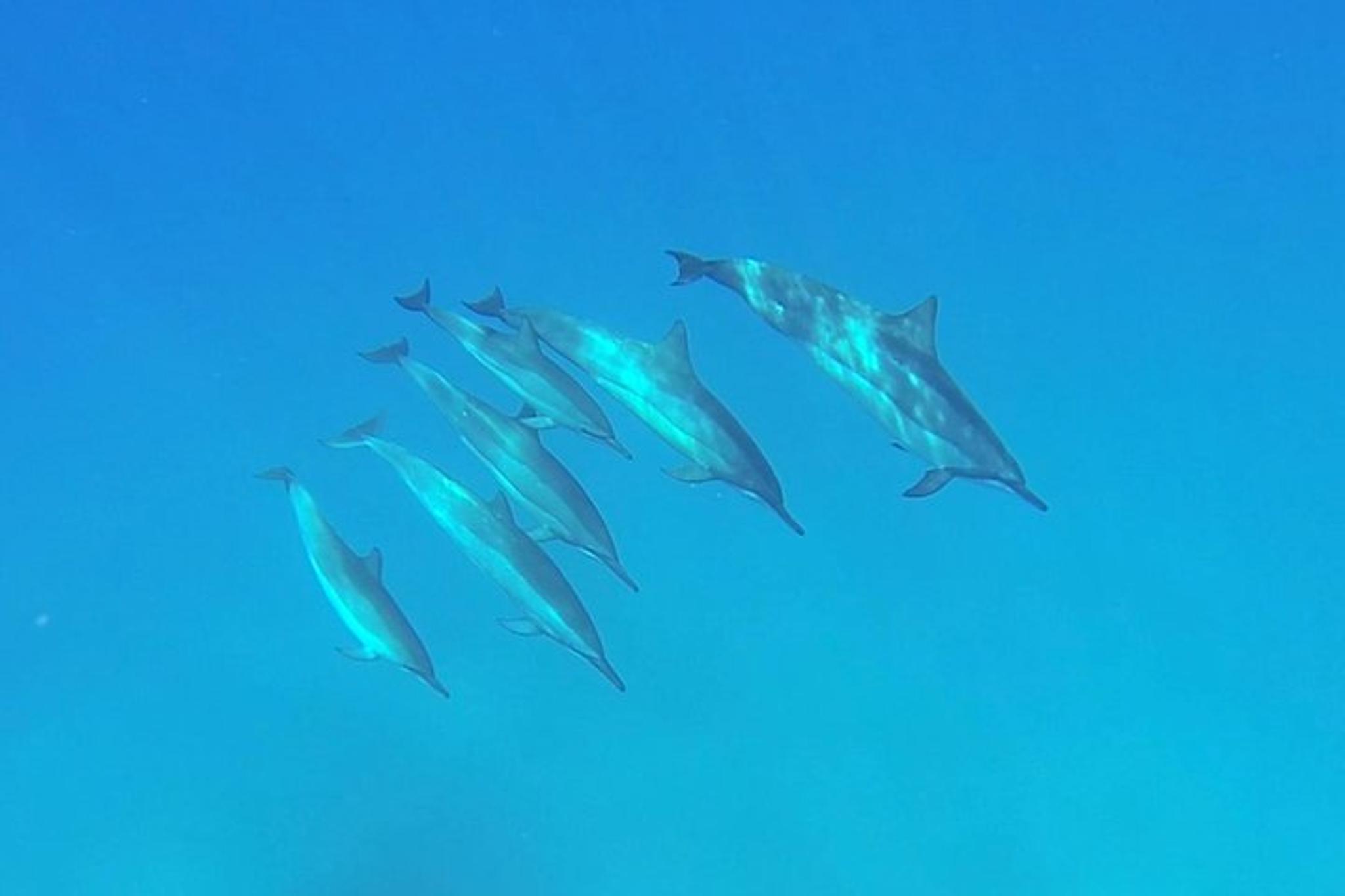 Kauai Sea Kayaking Na Pali Coast 10-Mile Tour - Image 5
