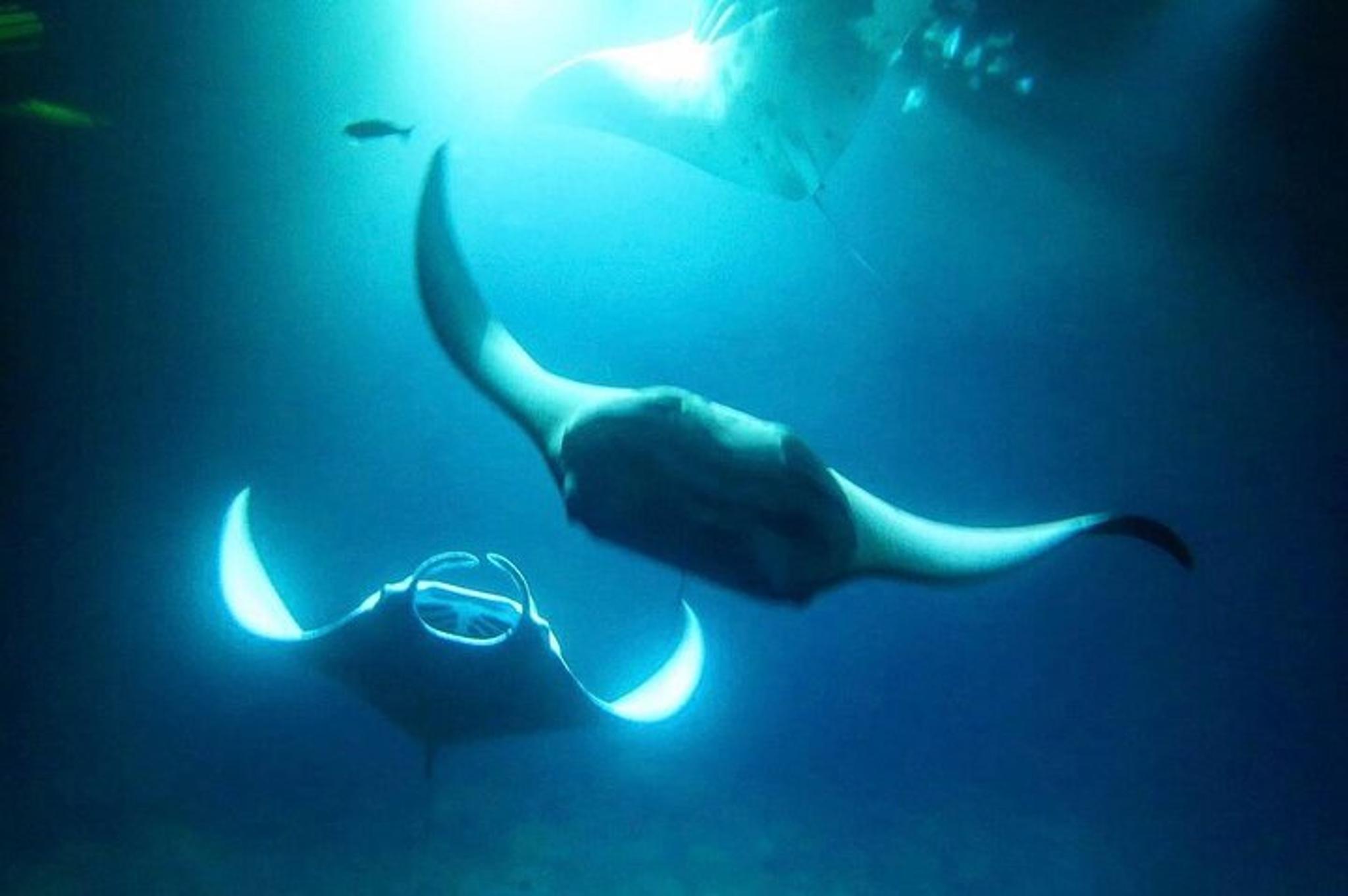 Kona Manta Ray Night Snorkel and Dive 3 hr - Image 3