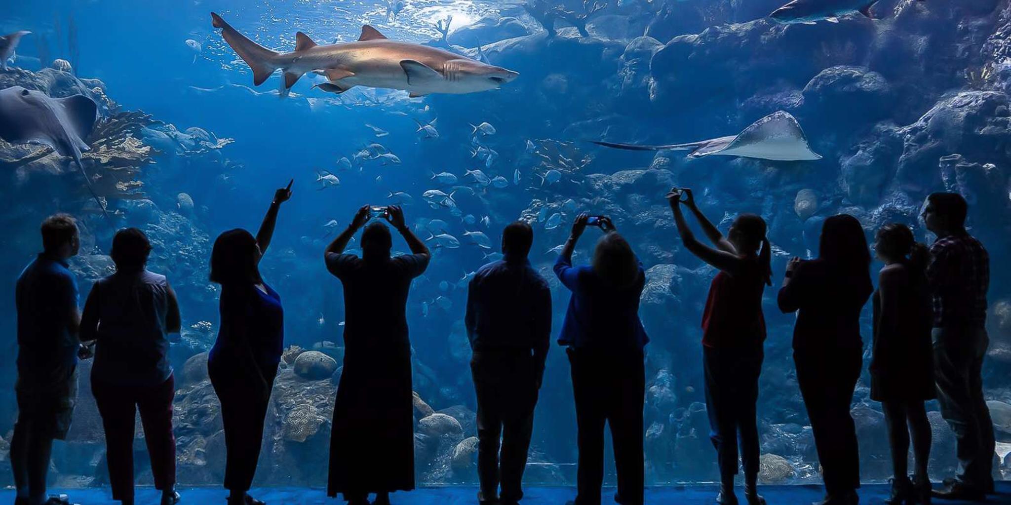 Tampa Florida Aquarium General Admission