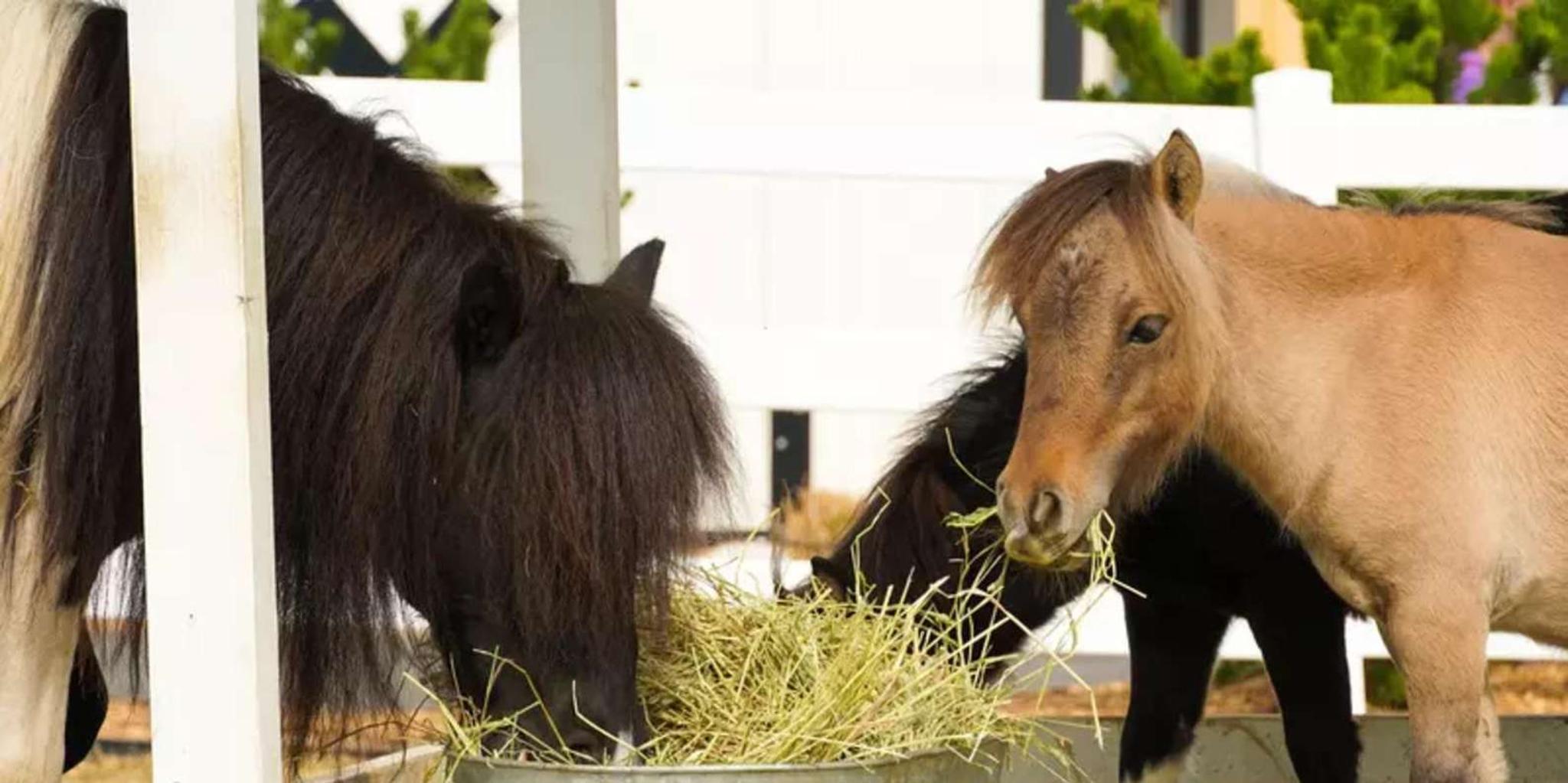 Pigeon Forge SkyLand Ranch Admission with Chairlift - Image 4