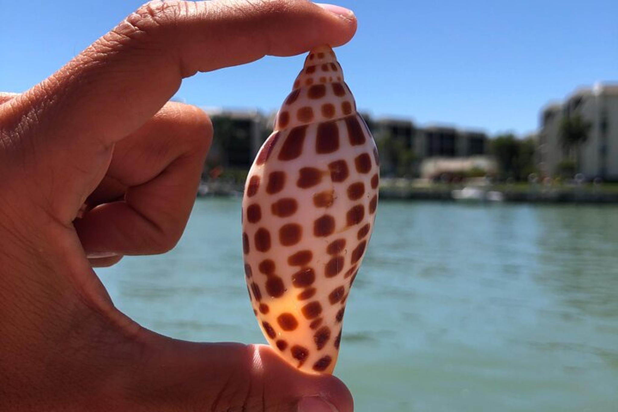 Marco Island Shelling Trip - Image 6