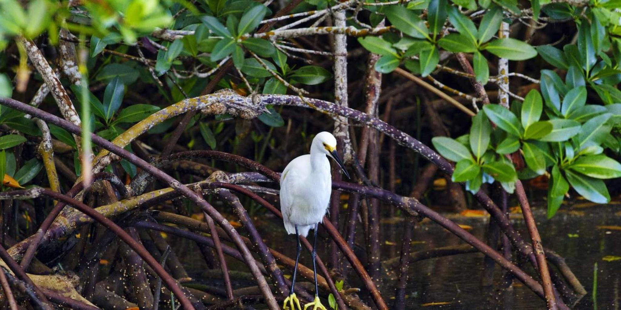 Tampa Bay Eco Cruise with Wildlife Viewing 2 hr - Image 2