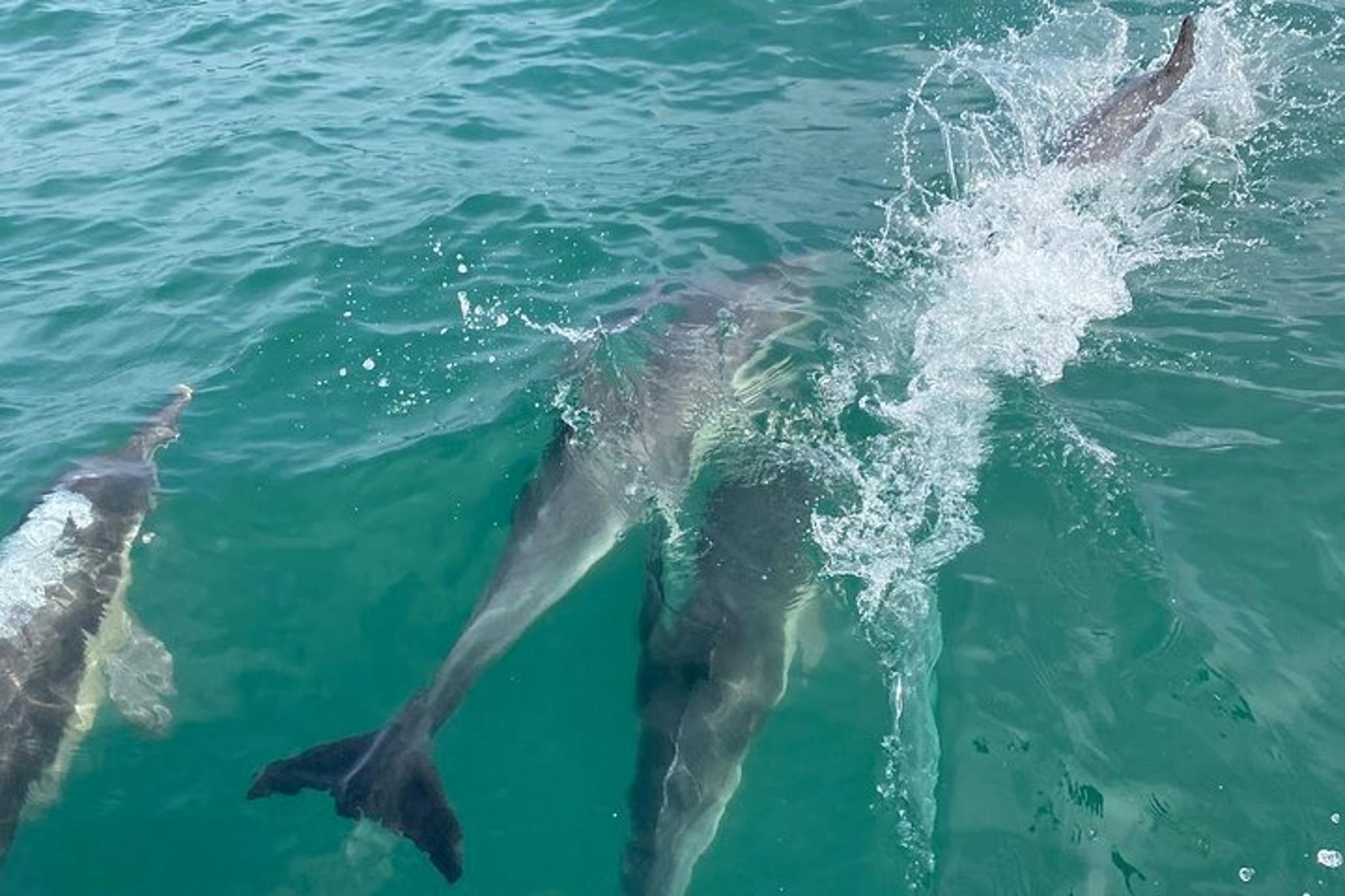 San Diego Sunset Sail - Image 2