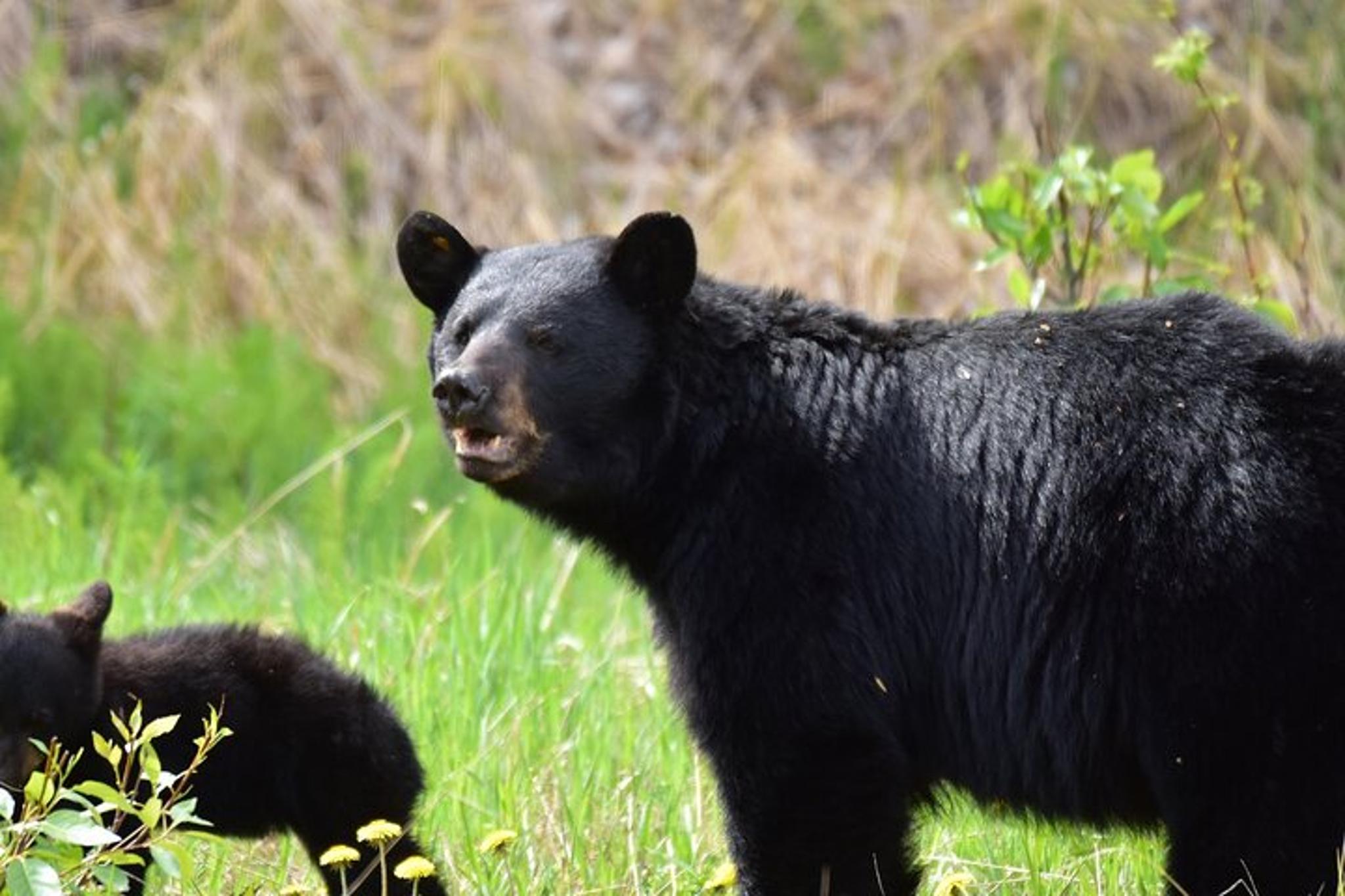 Ketchikan Wildlife Safari and Sightseeing Tour 2.5 hr - Image 3