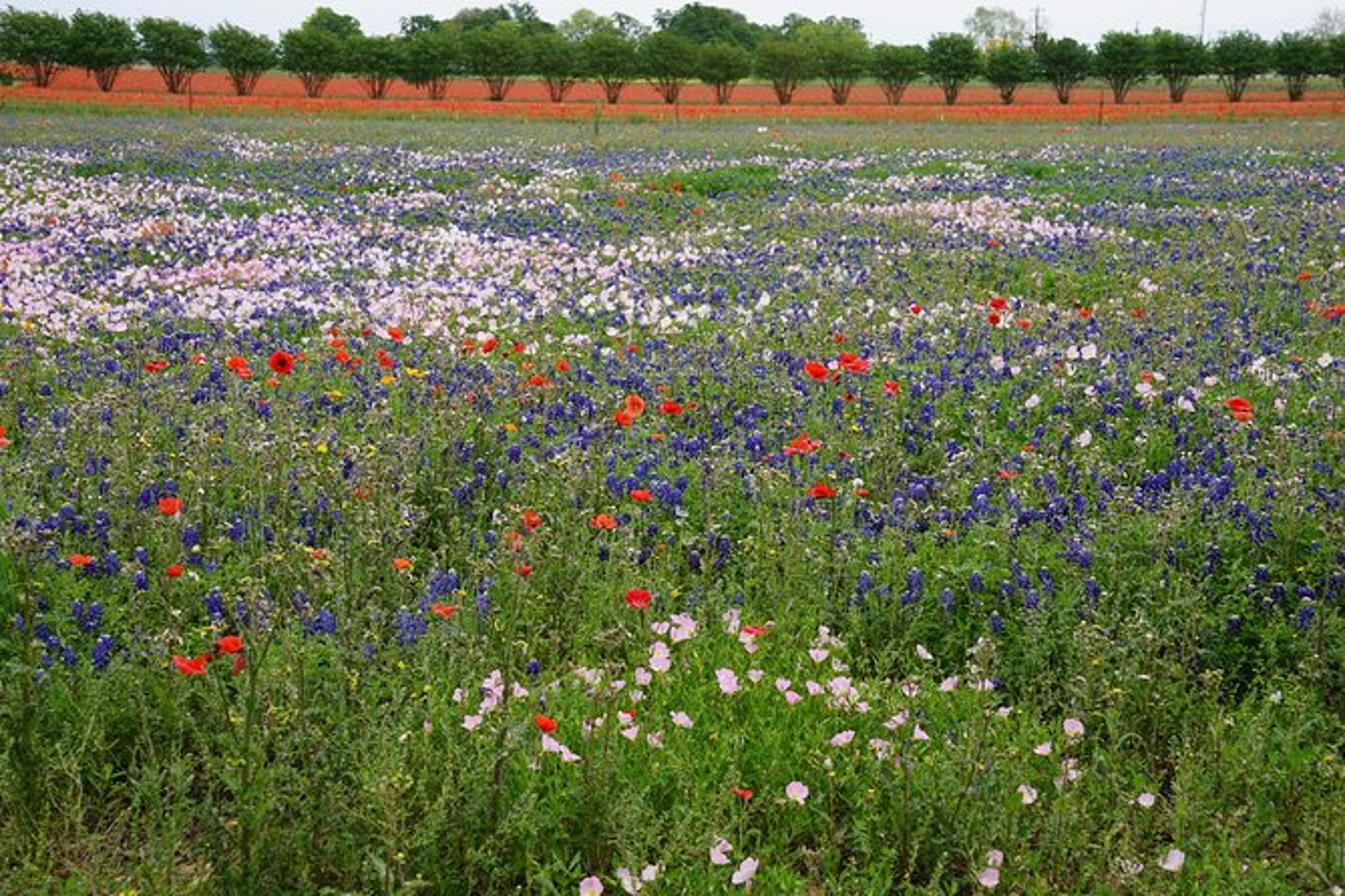 San Antonio Texas Hill Country Tour - Image 4