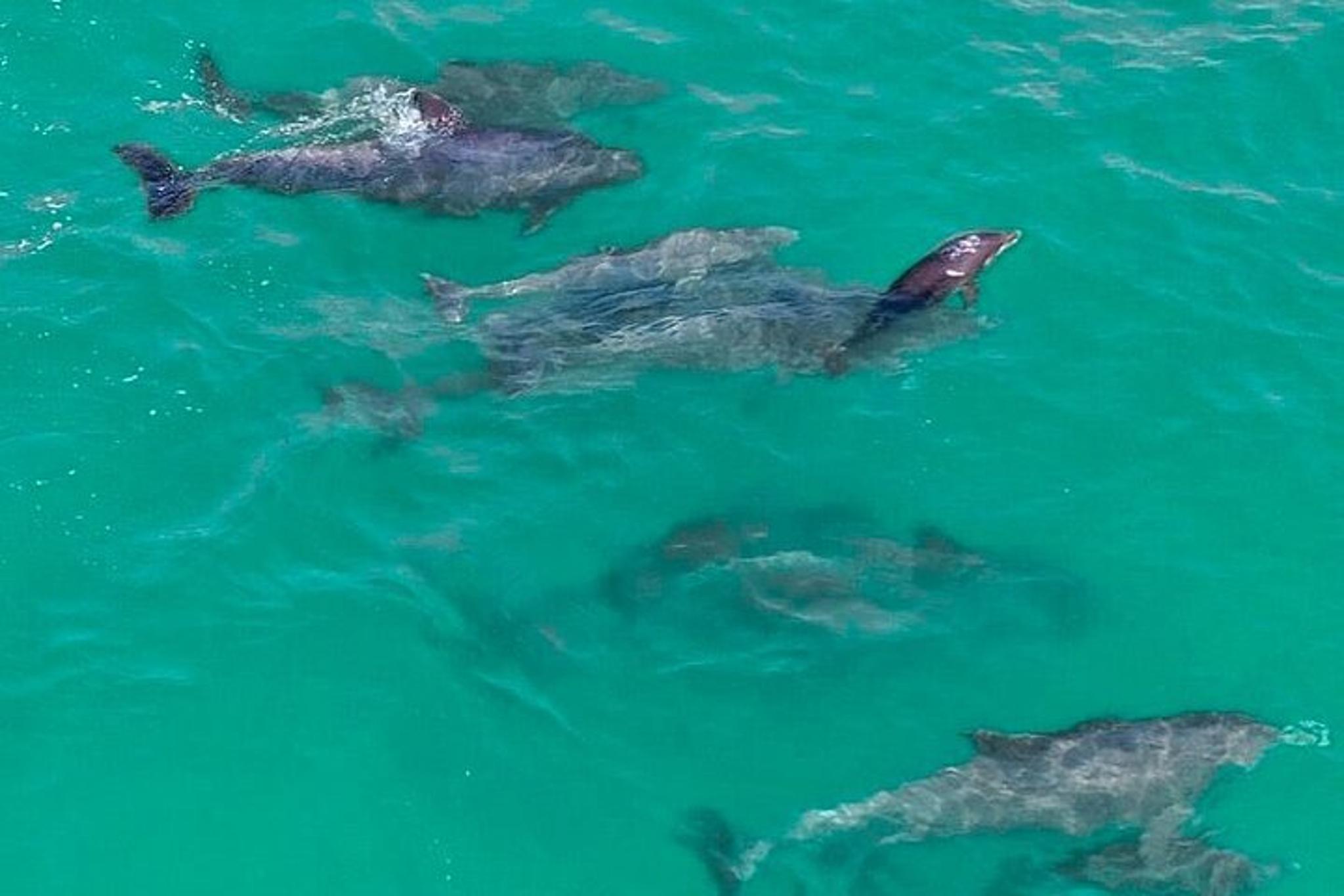 Destin Jet Ski Dolphin Tour - Image 5