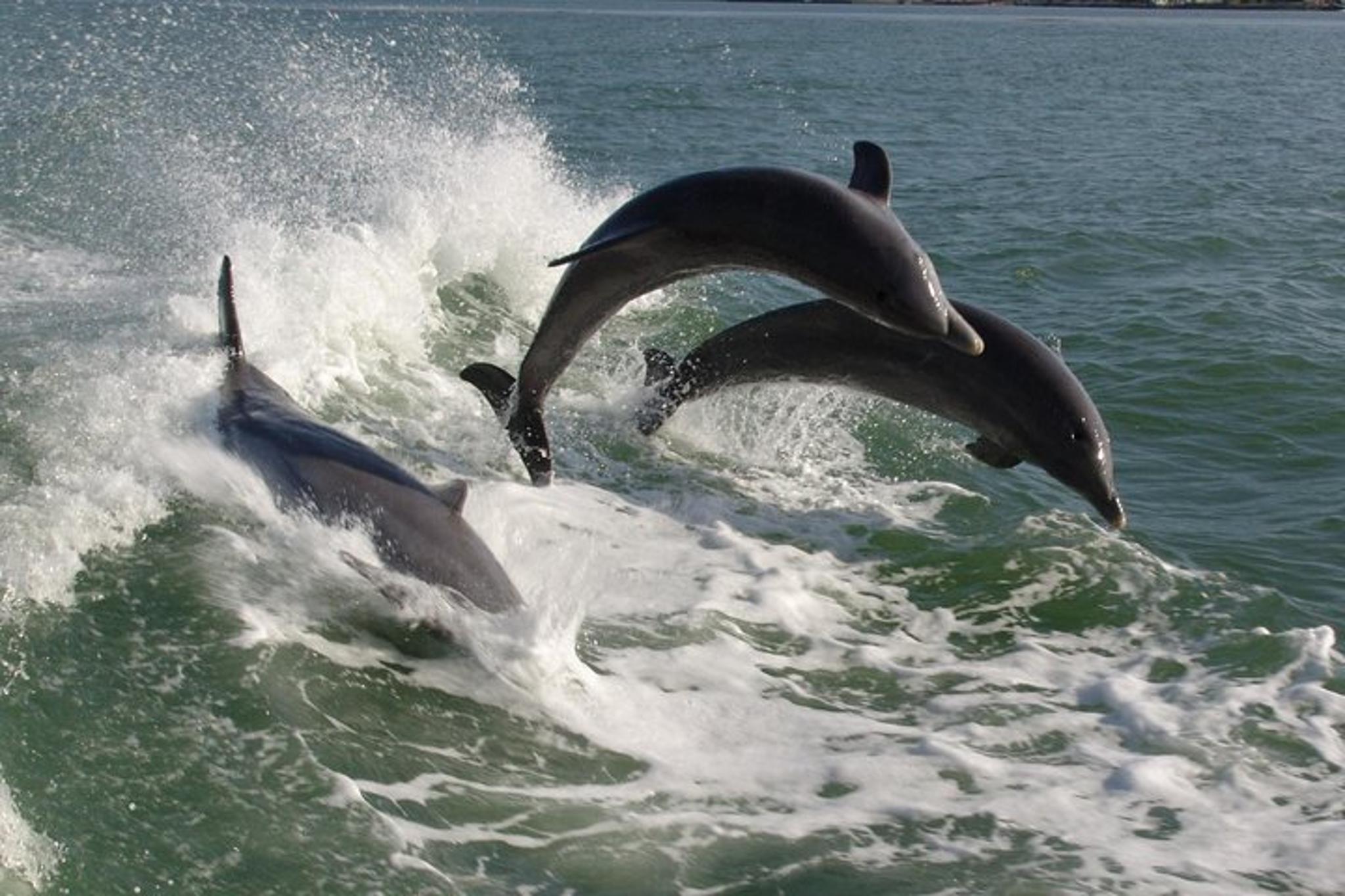 St. Pete Beach Dolphin Racer Adventure