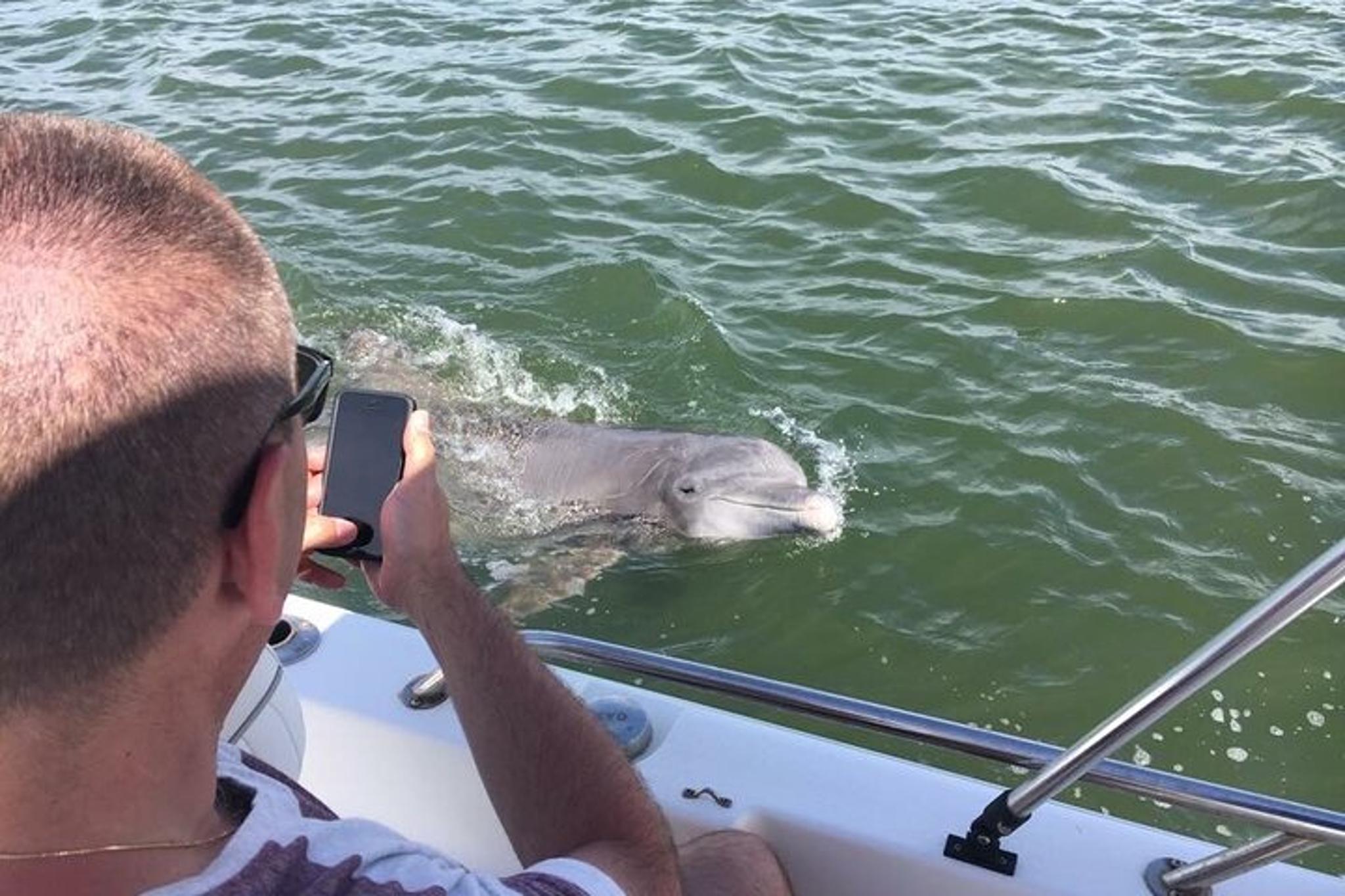 Hilton Head Dolphin Tour with Dining Stop - Image 3