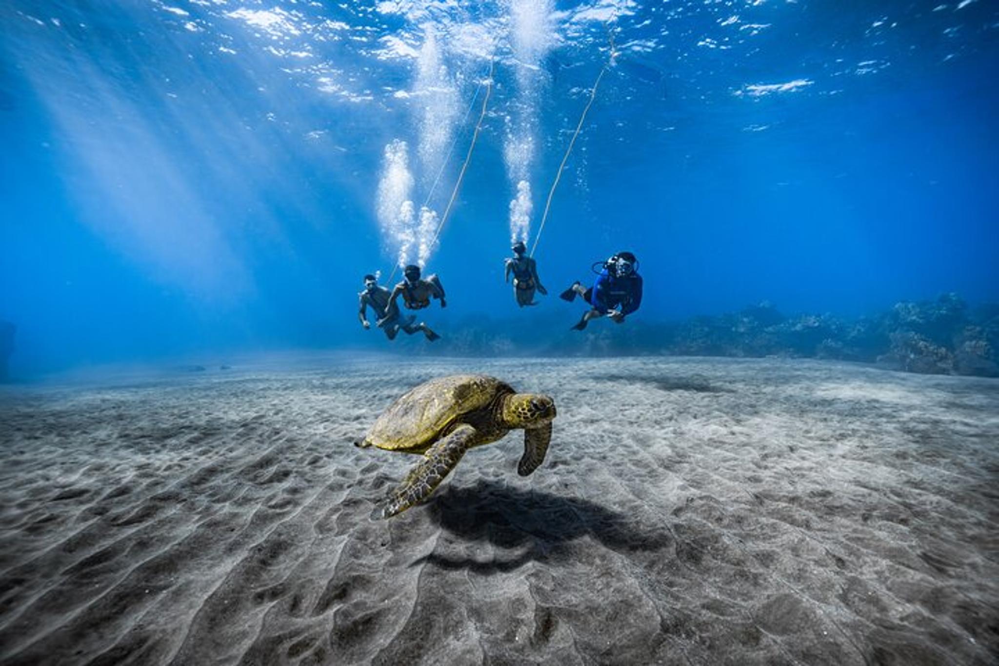 Maui Underwater Photoshoot - Image 5