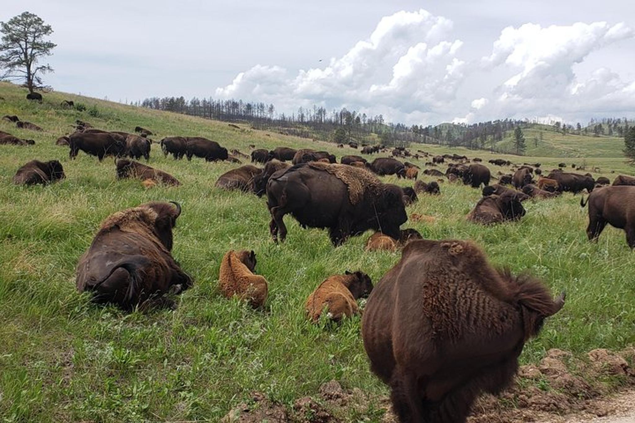 Black Hills Tour with Local Experts 5 hr - Image 3