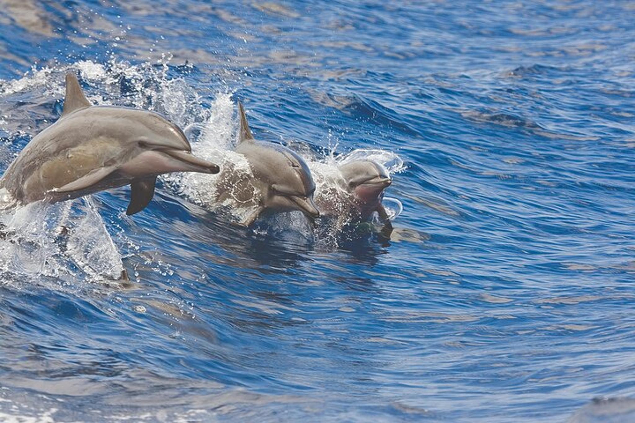 Maalaea Snorkel Cruise - Image 4