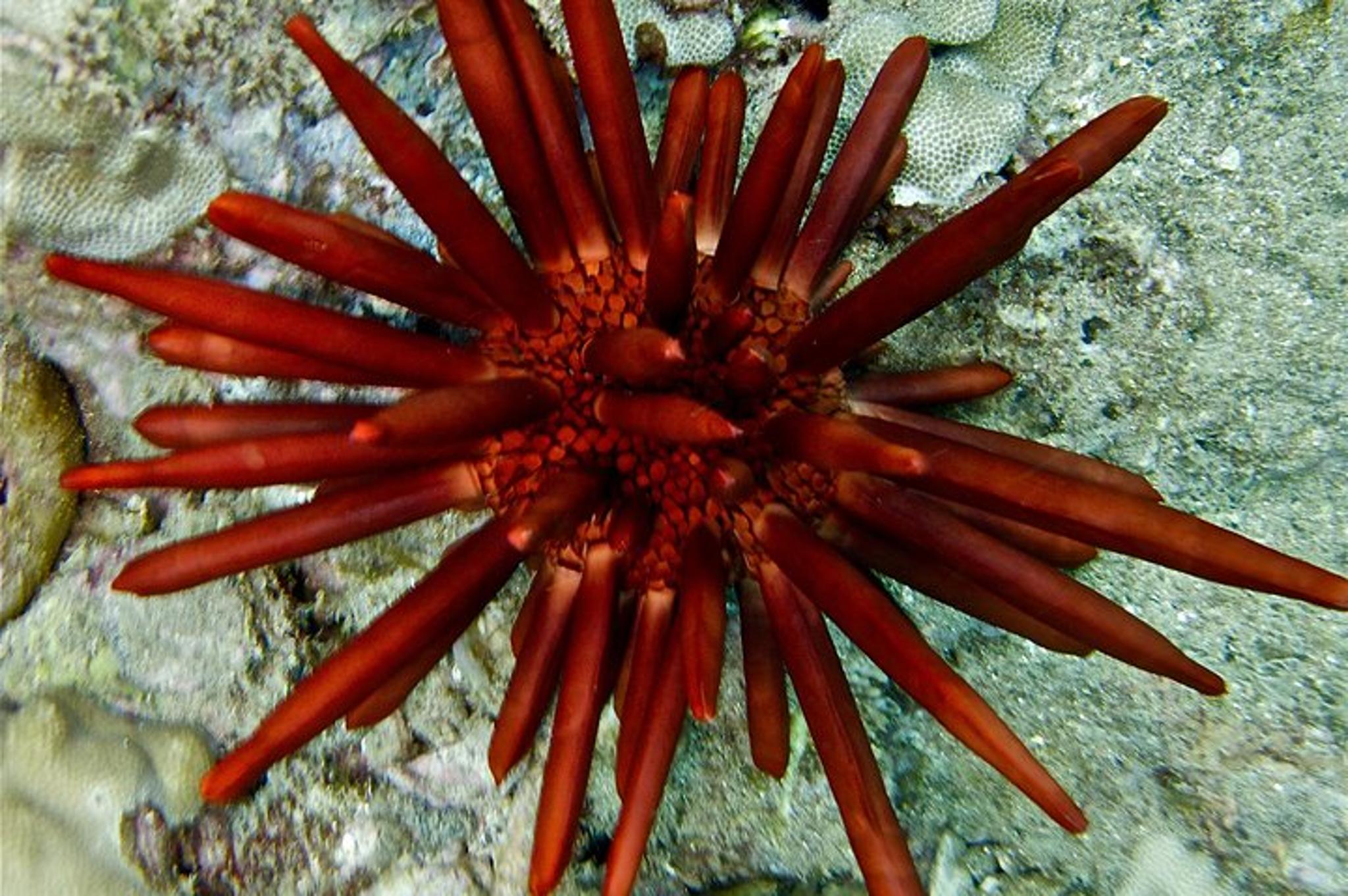 Maui Turtle Town Eco Adventure - Image 5