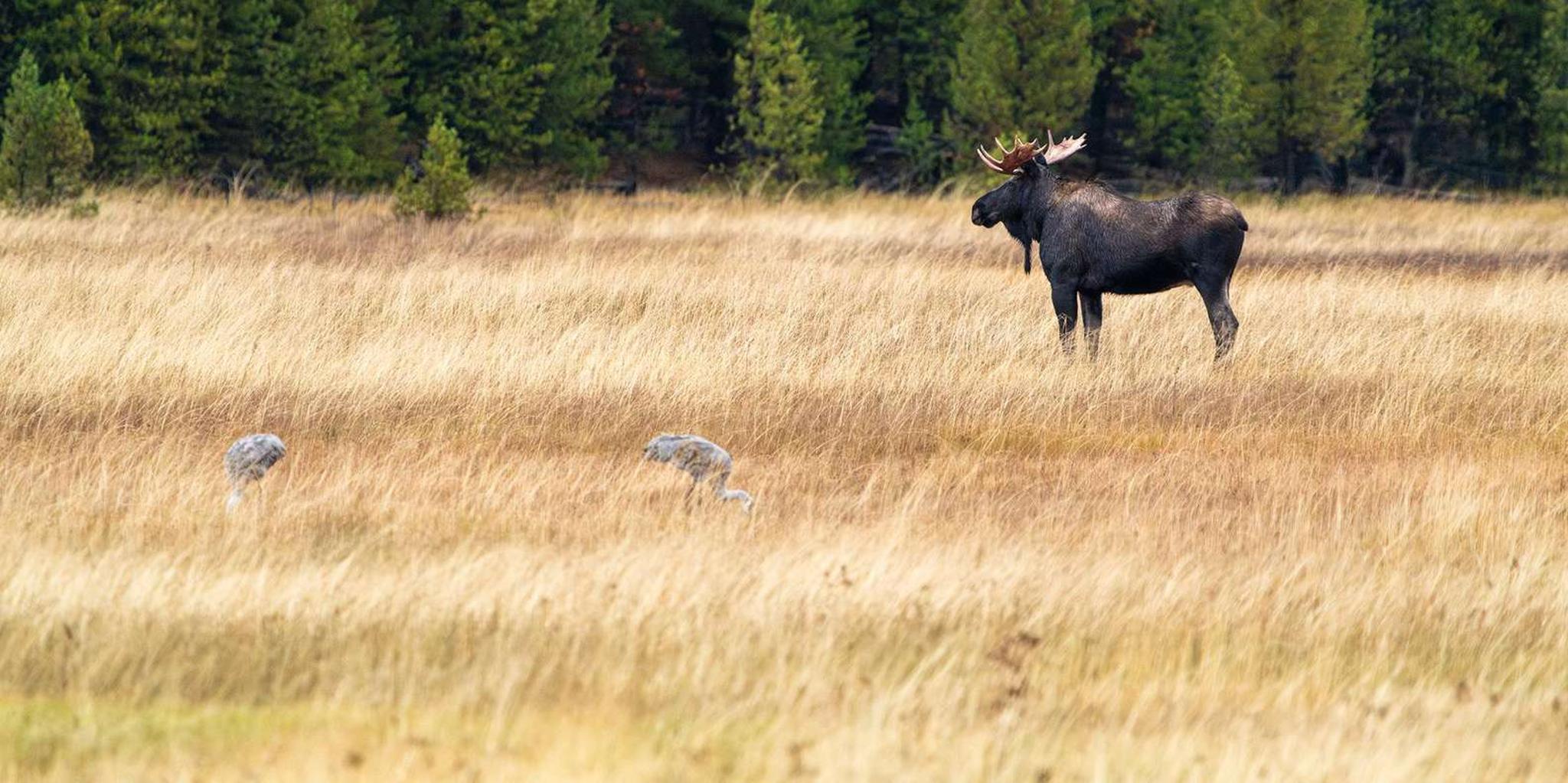 Yellowstone Wildlife Photography Tour 3 Days - Image 4