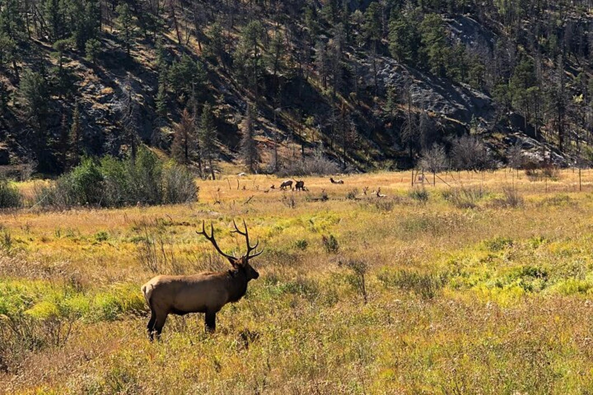 Rocky Mountain National Park Elk Rut Tour