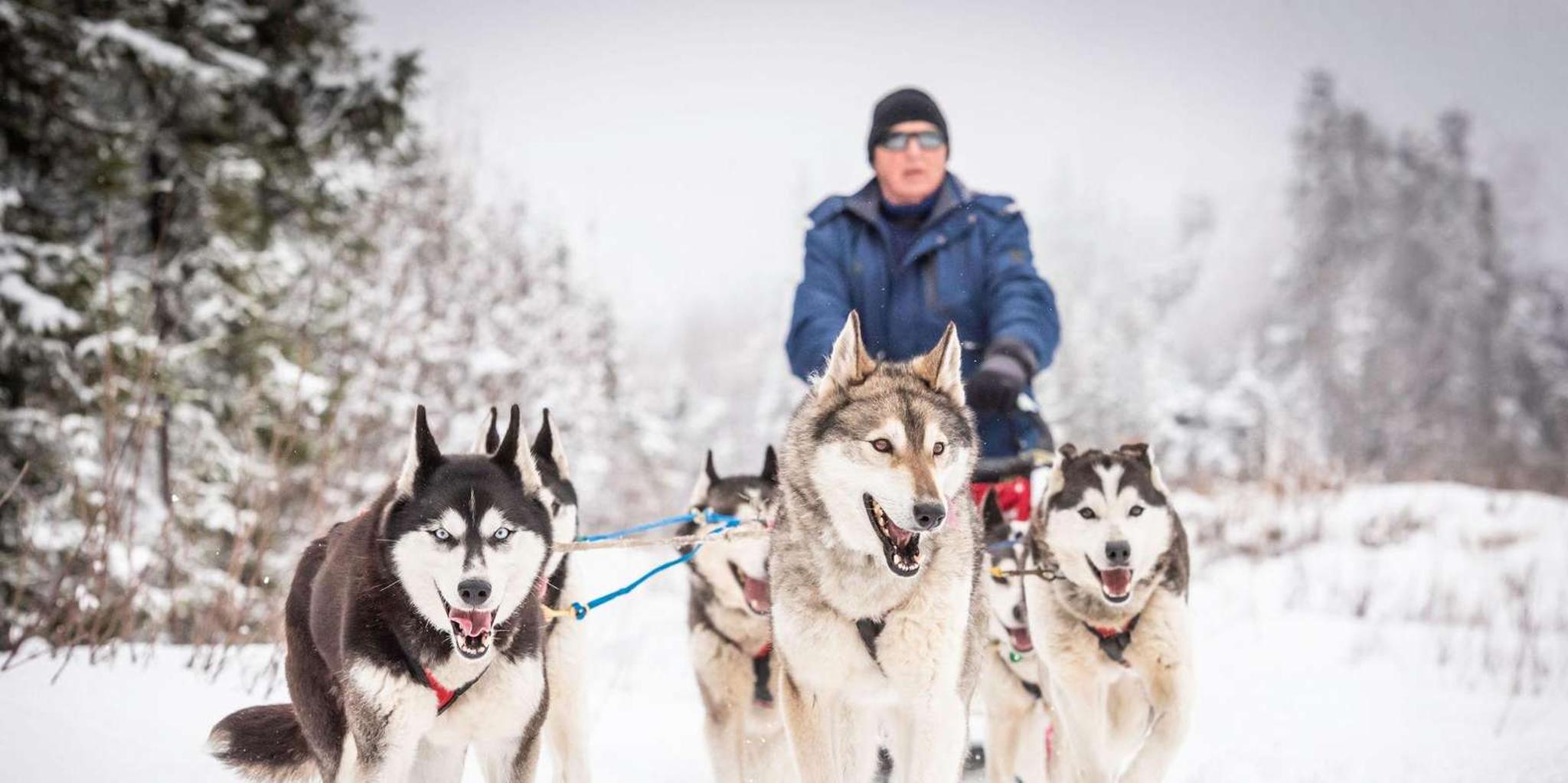 Fairbanks Dog Sledding Adventure