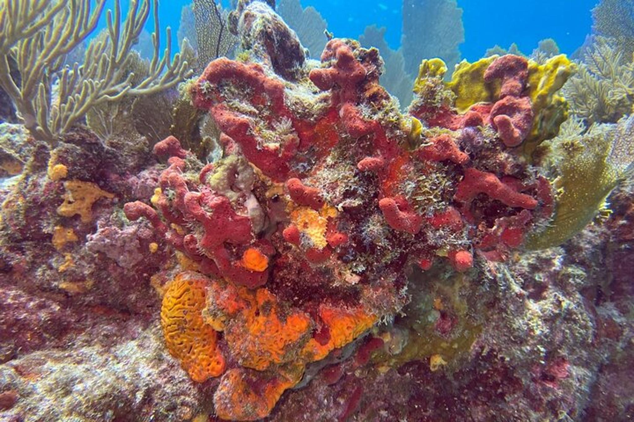 Key Largo Fishing and Snorkel Combo - Image 3