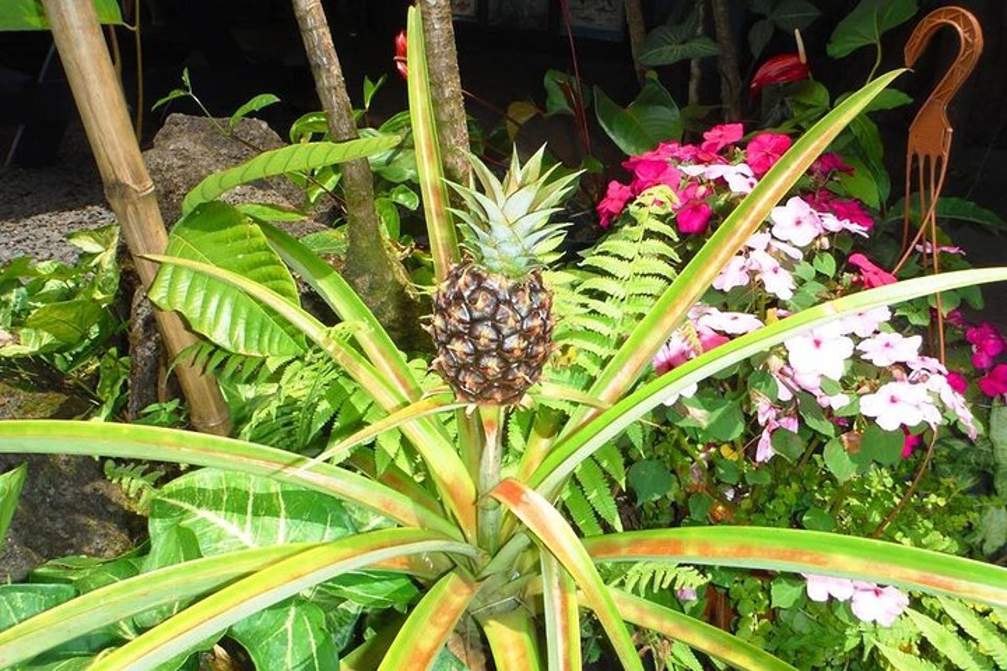 Maui Island Private Day Tour - Image 6
