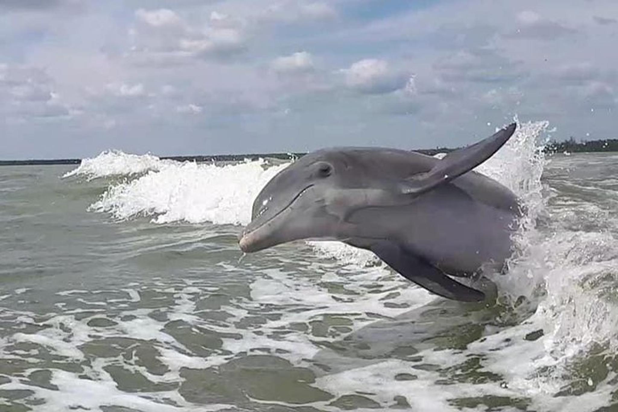 Everglades Motorboat Eco Tour - Image 1