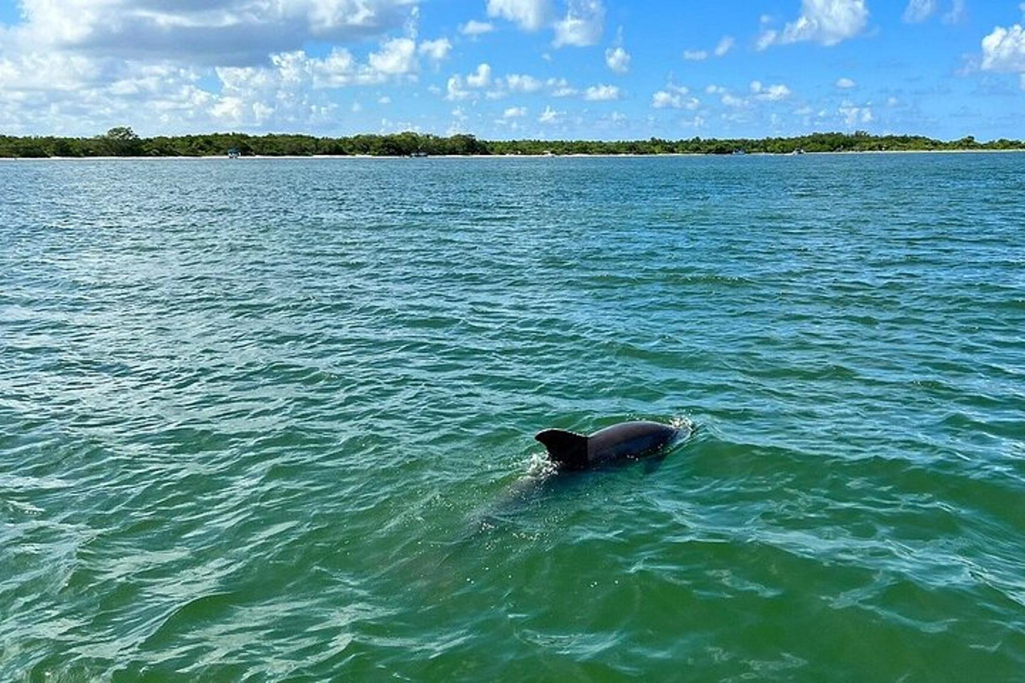 Everglades Shell Wildlife Eco Excursion - Image 6