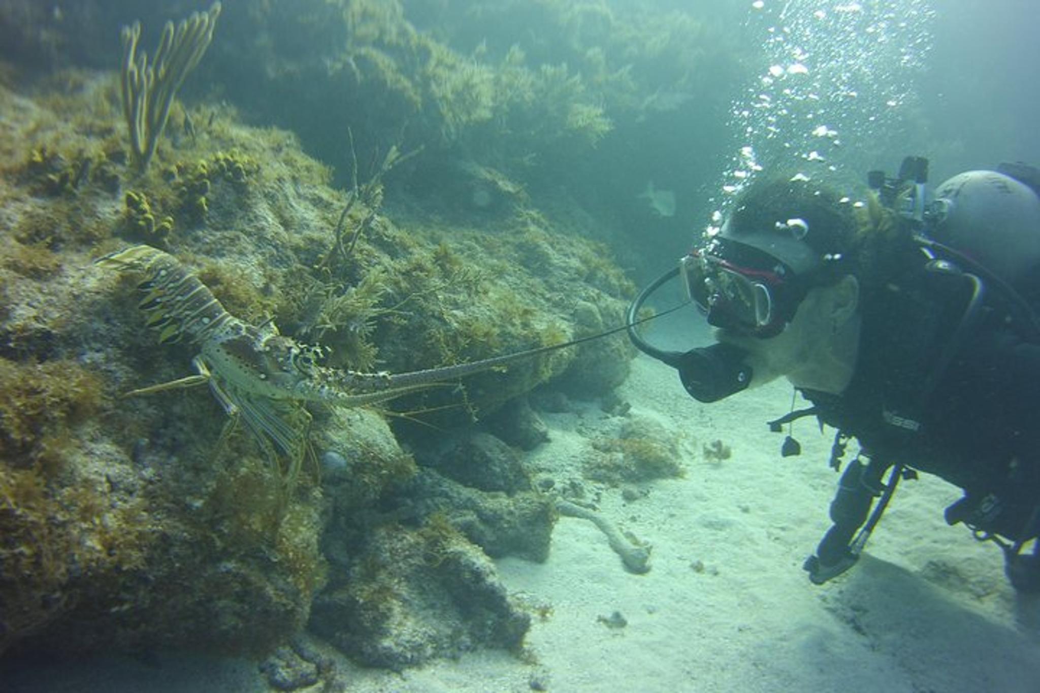 Key Largo SCUBA Dive Reef Experience - Image 3