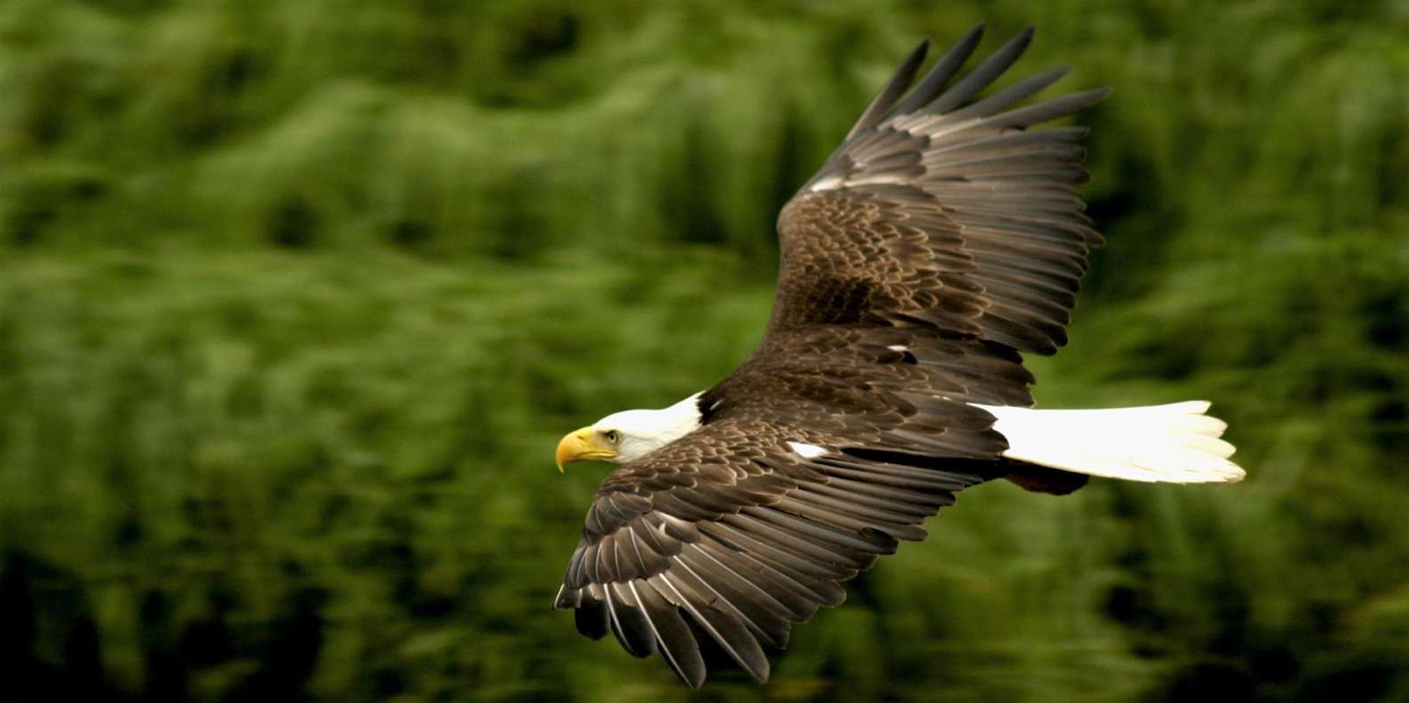 Ketchikan Rainforest Sanctuary and Totem Park Walk - Image 6