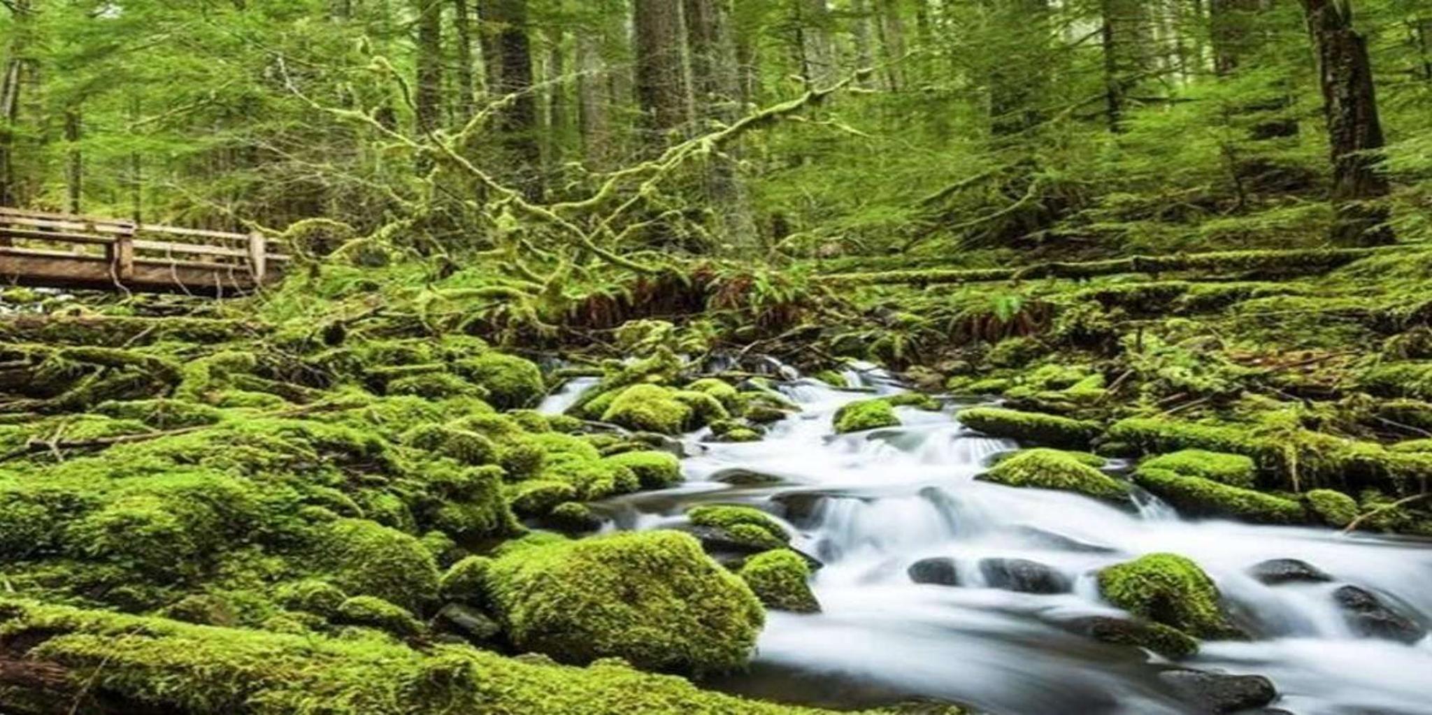 Seattle Olympic National Park Day Tour