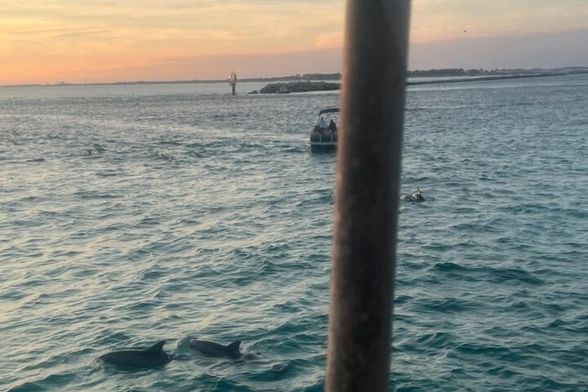 Destin Dolphin and Sunset Cruise 90 min - Image 4